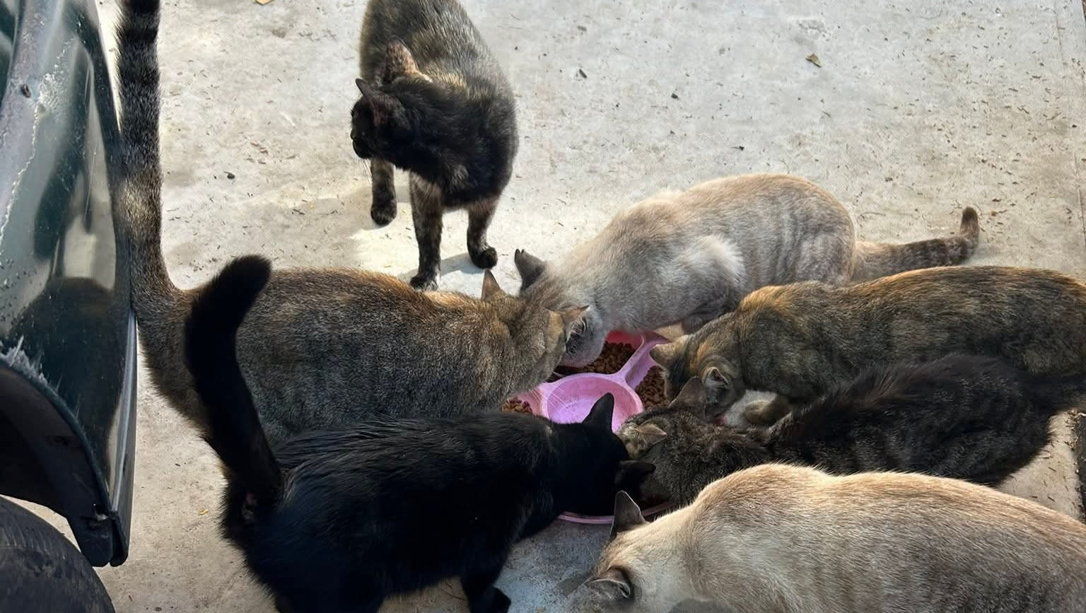 Animales en situación de calle photo
