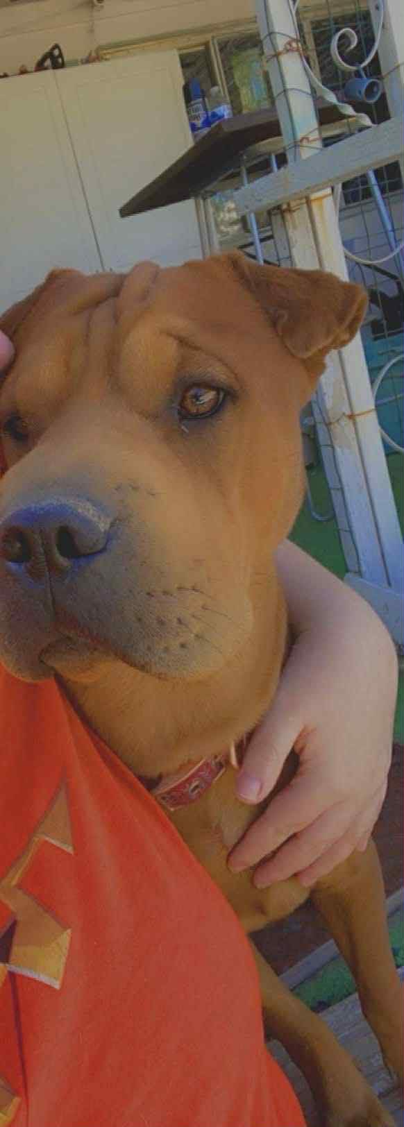 Support Winnie: Spay Surgery Fund campaign photo, 6 of 7
