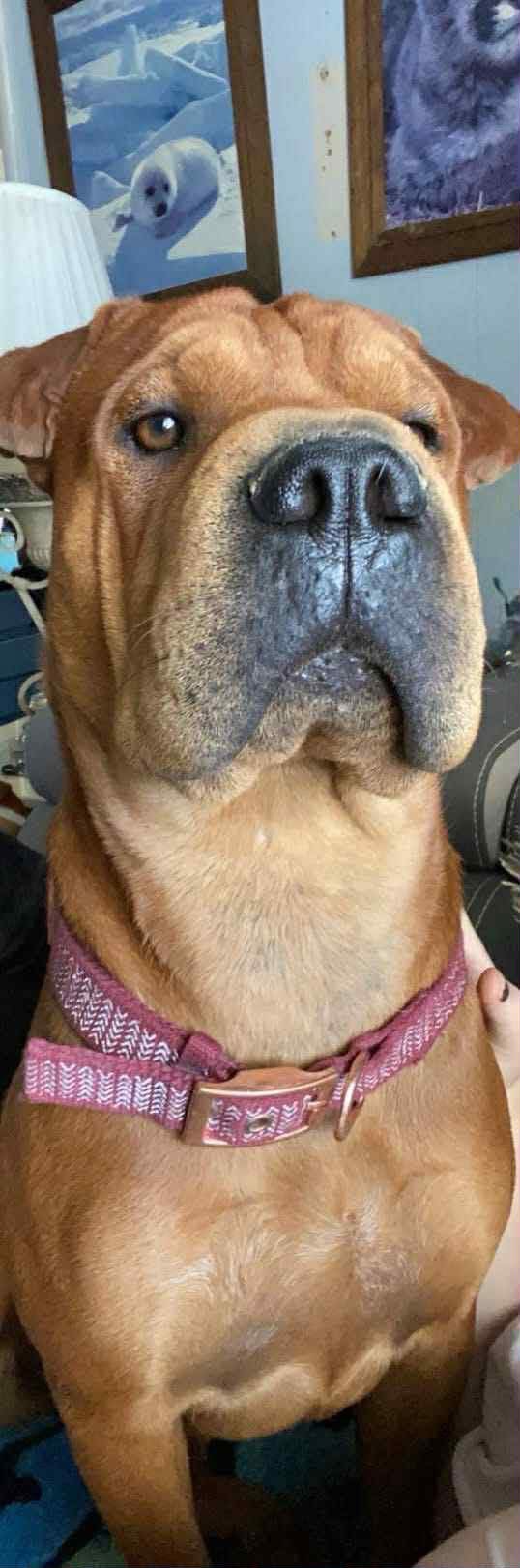Support Winnie: Spay Surgery Fund campaign photo, 2 of 7