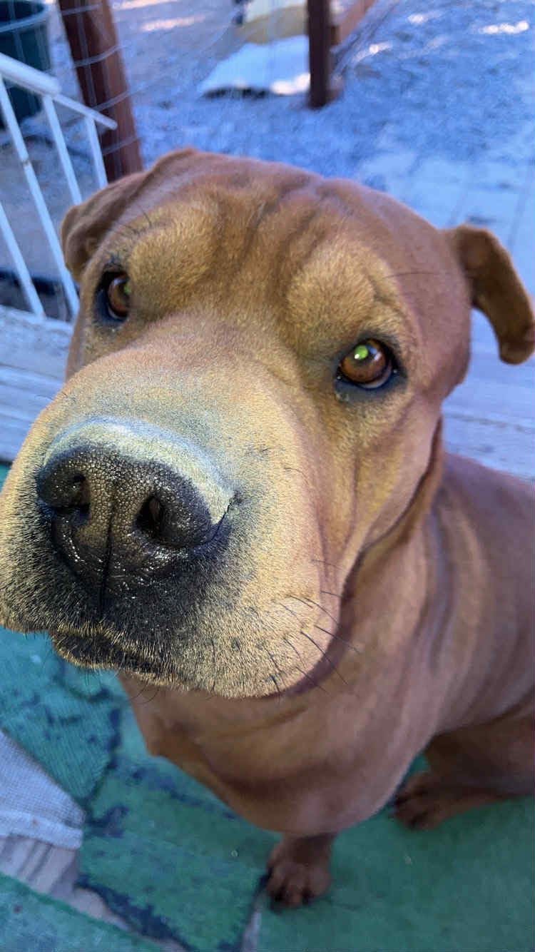 Support Winnie: Spay Surgery Fund campaign photo, 4 of 7