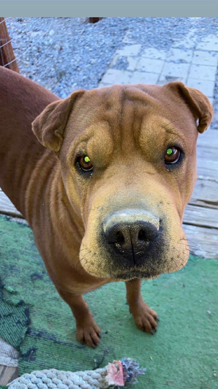 Support Winnie: Spay Surgery Fund campaign photo, 5 of 7