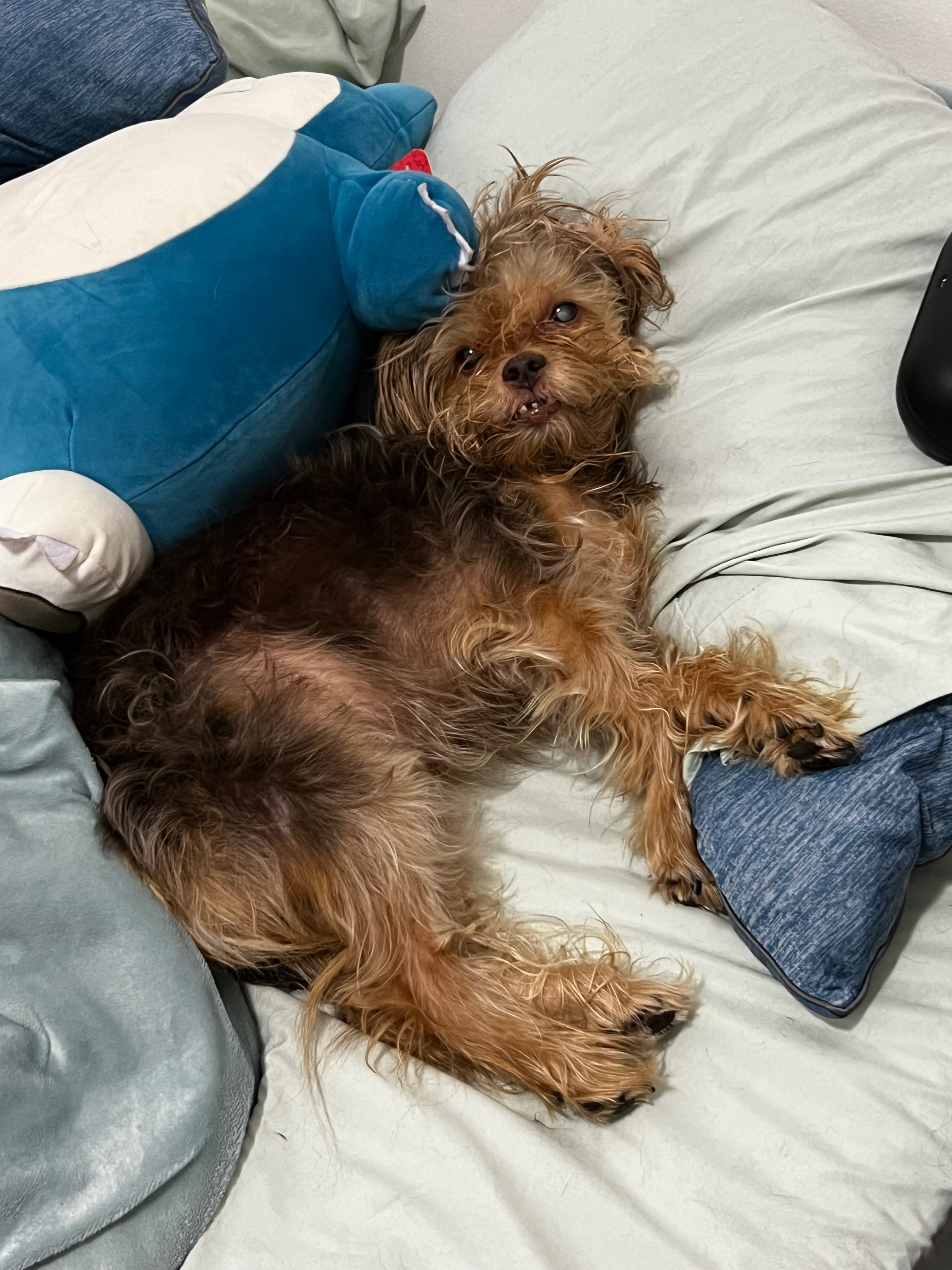 Restore Ziva's Sight: Donate for Her Surgery campaign photo, 7 of 8