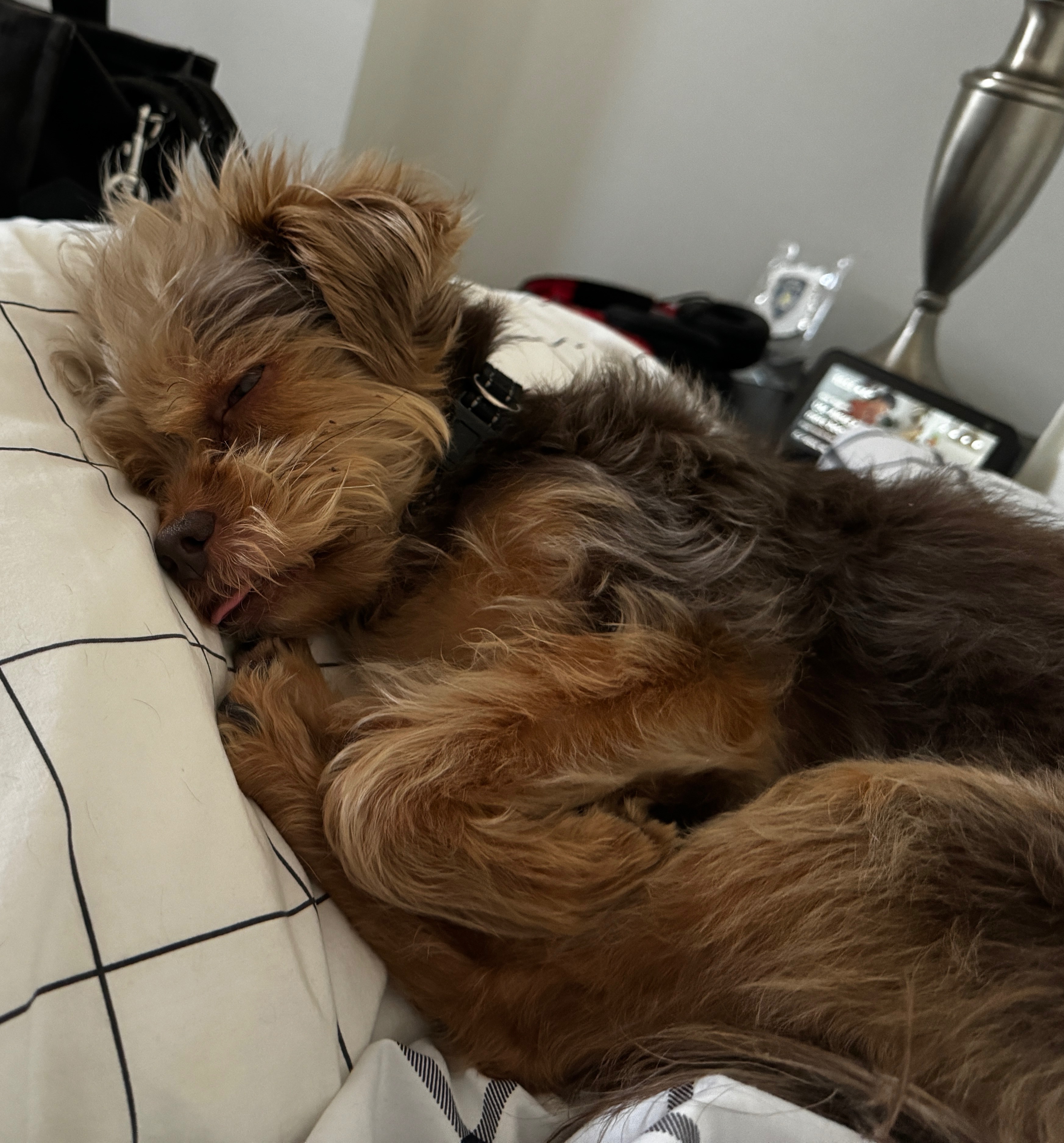 Restore Ziva's Sight: Donate for Her Surgery campaign photo, 2 of 8