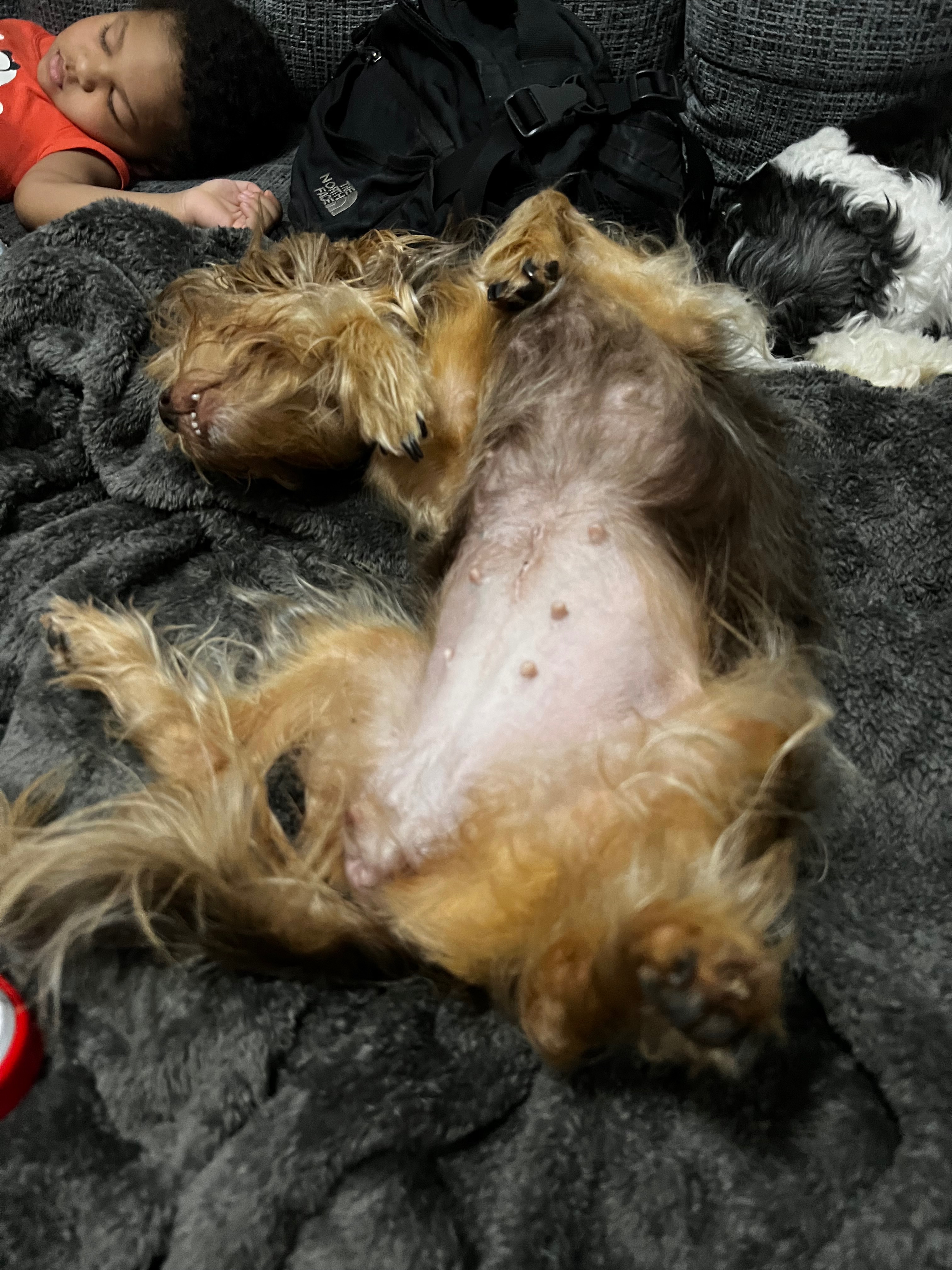Restore Ziva's Sight: Donate for Her Surgery campaign photo, 6 of 8