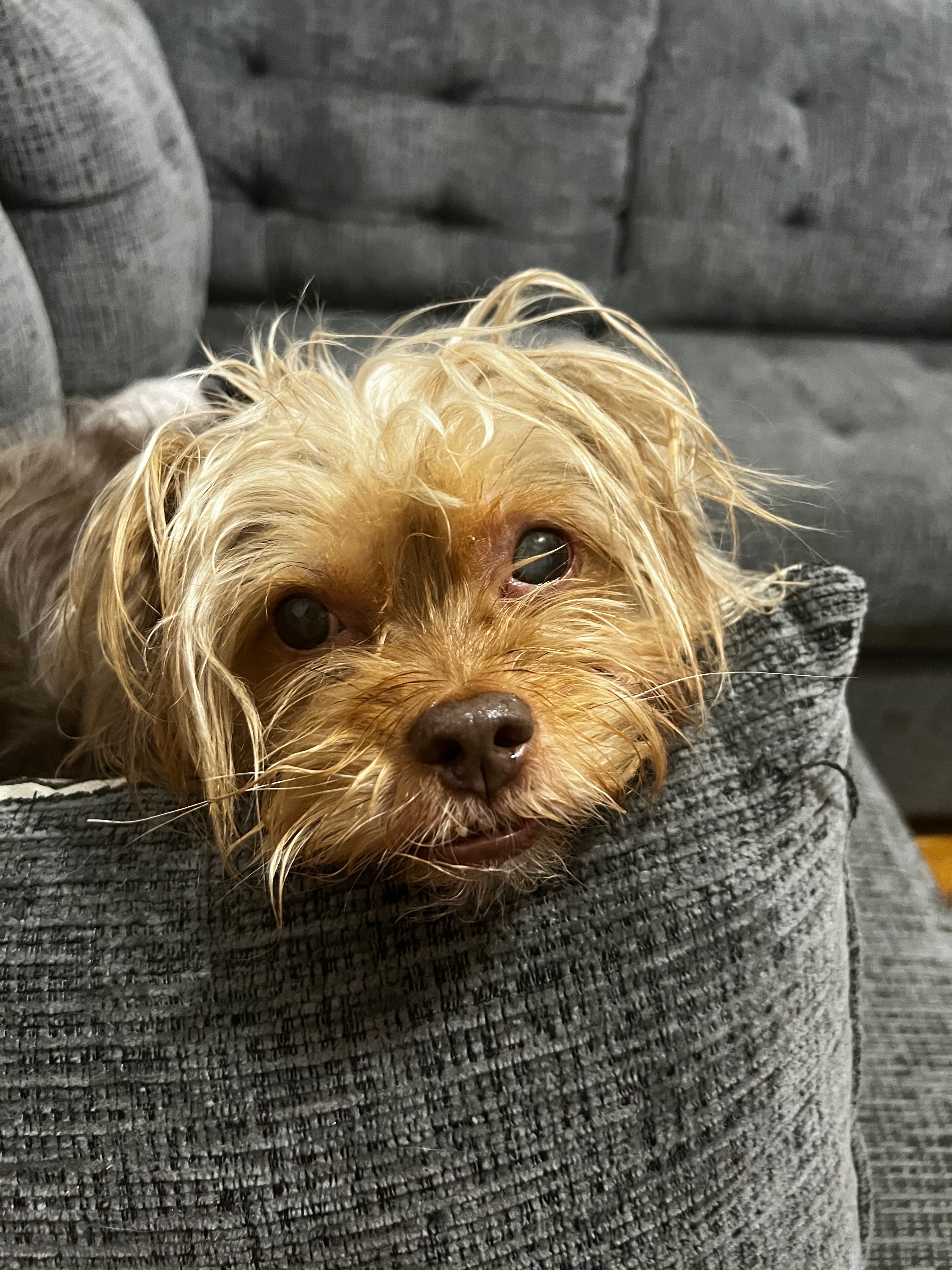 Restore Ziva's Sight: Donate for Her Surgery campaign photo, 4 of 8