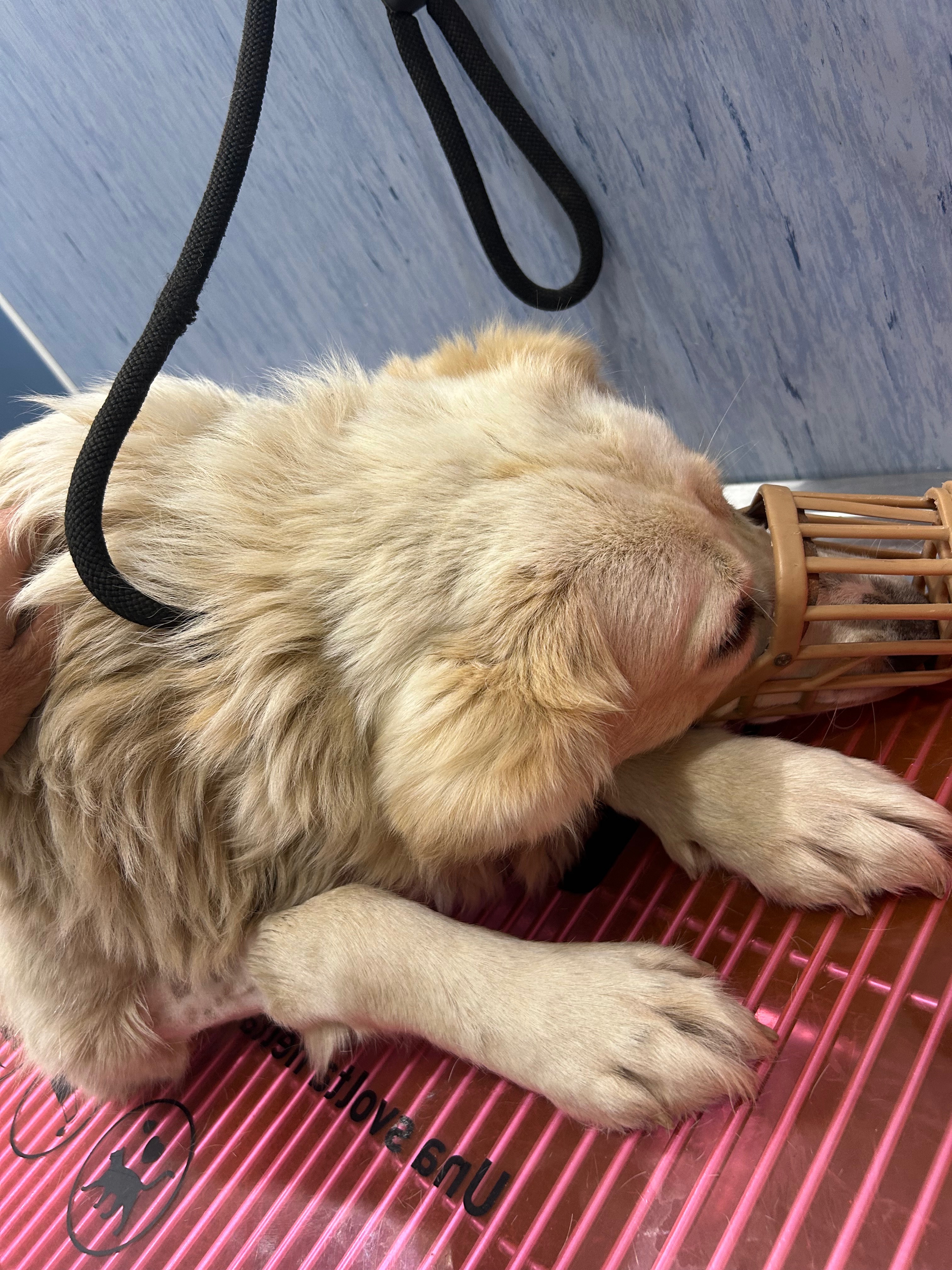 DA GIORNI BARCOLLA E CADE , BIANCA HA BISOGNO DI UN RICOVERO campaign photo, 2 of 4
