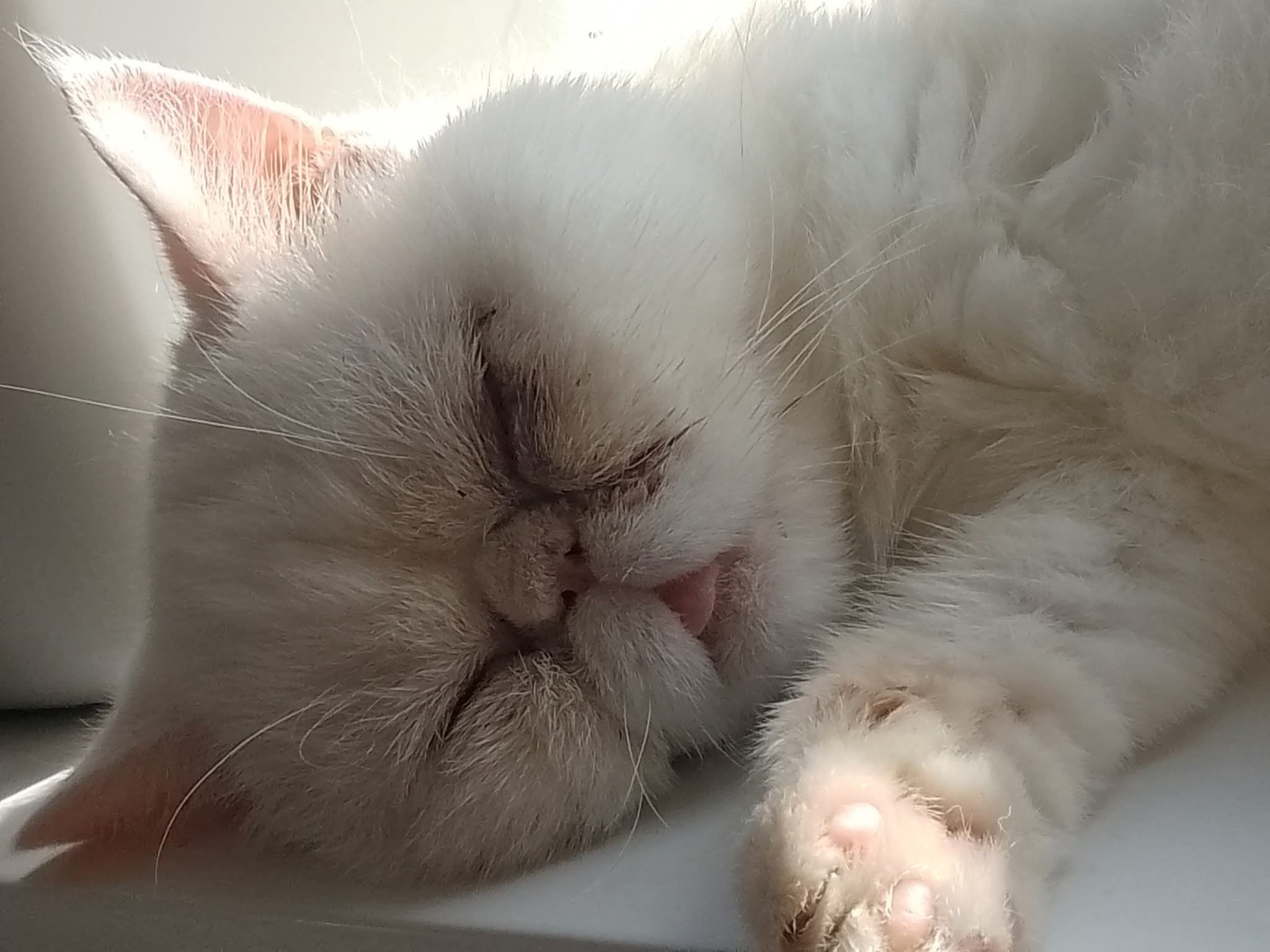 Help with Snowbelle's Heart Investigations campaign photo, 4 of 5