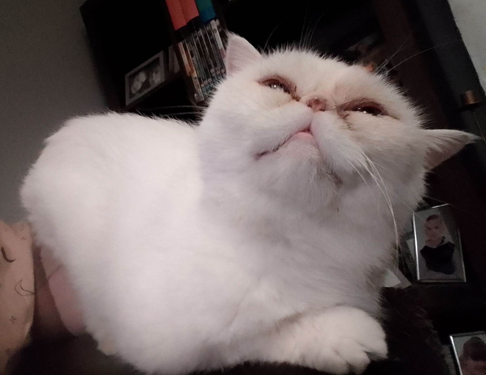 Help with Snowbelle's Heart Investigations campaign photo, 2 of 5