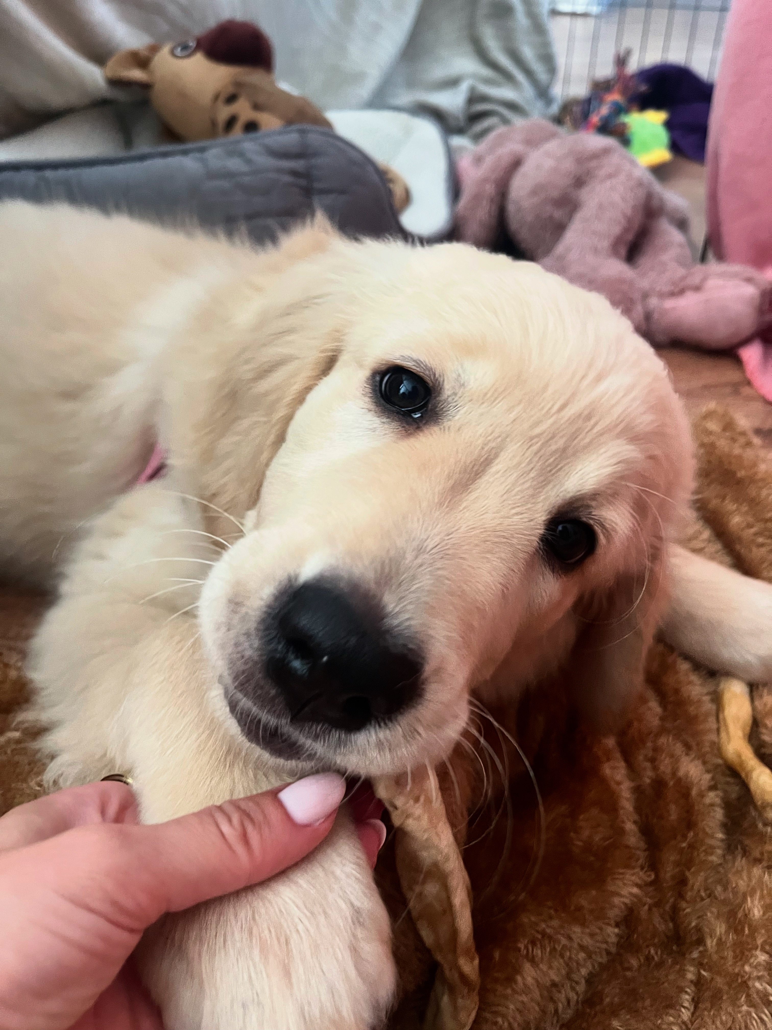 Life-Saving Care for Nala campaign photo, 2 of 4