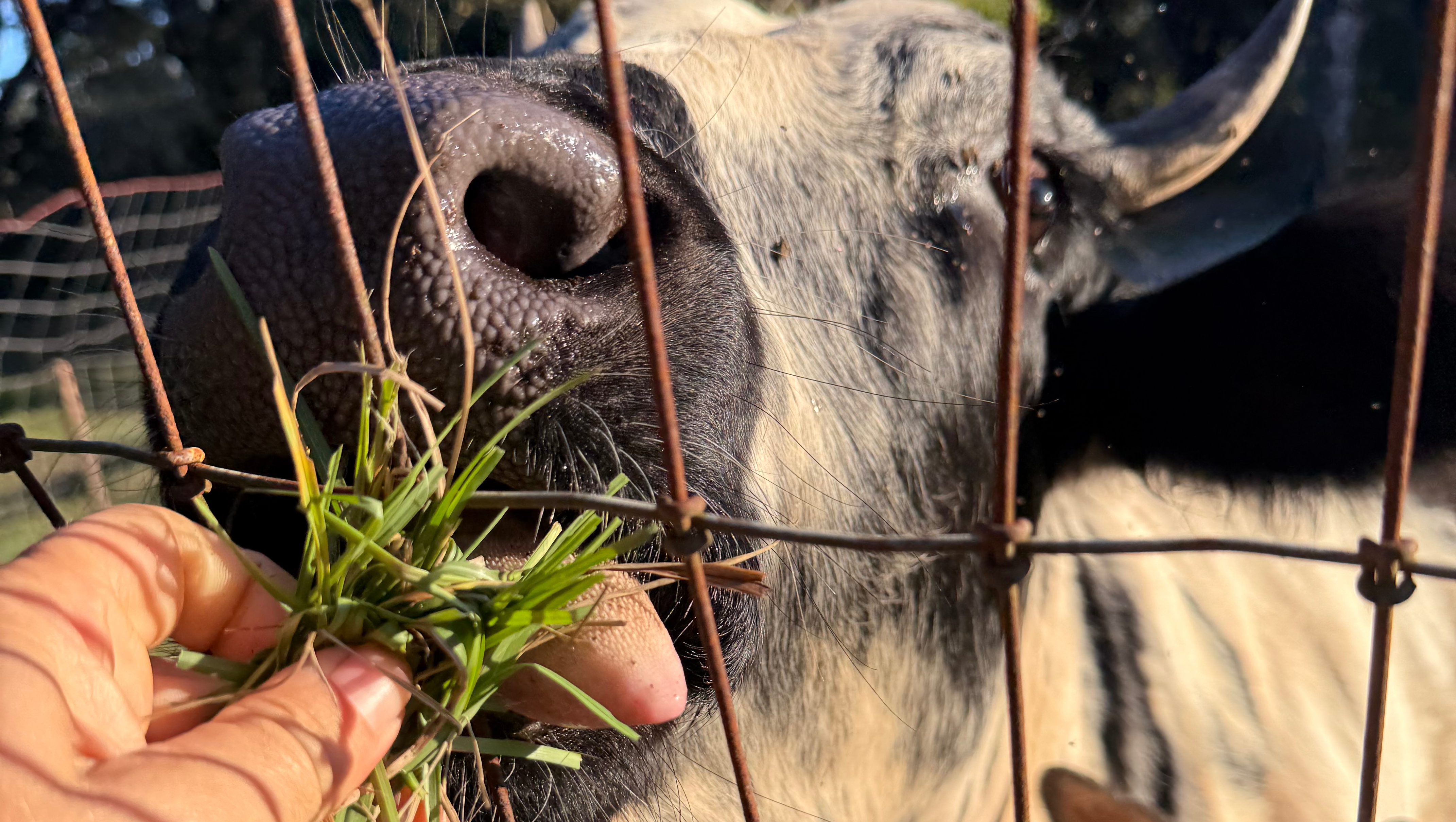 Fundraiser by Gabriel Foley : Help Rescue Two Innocent Cows from
