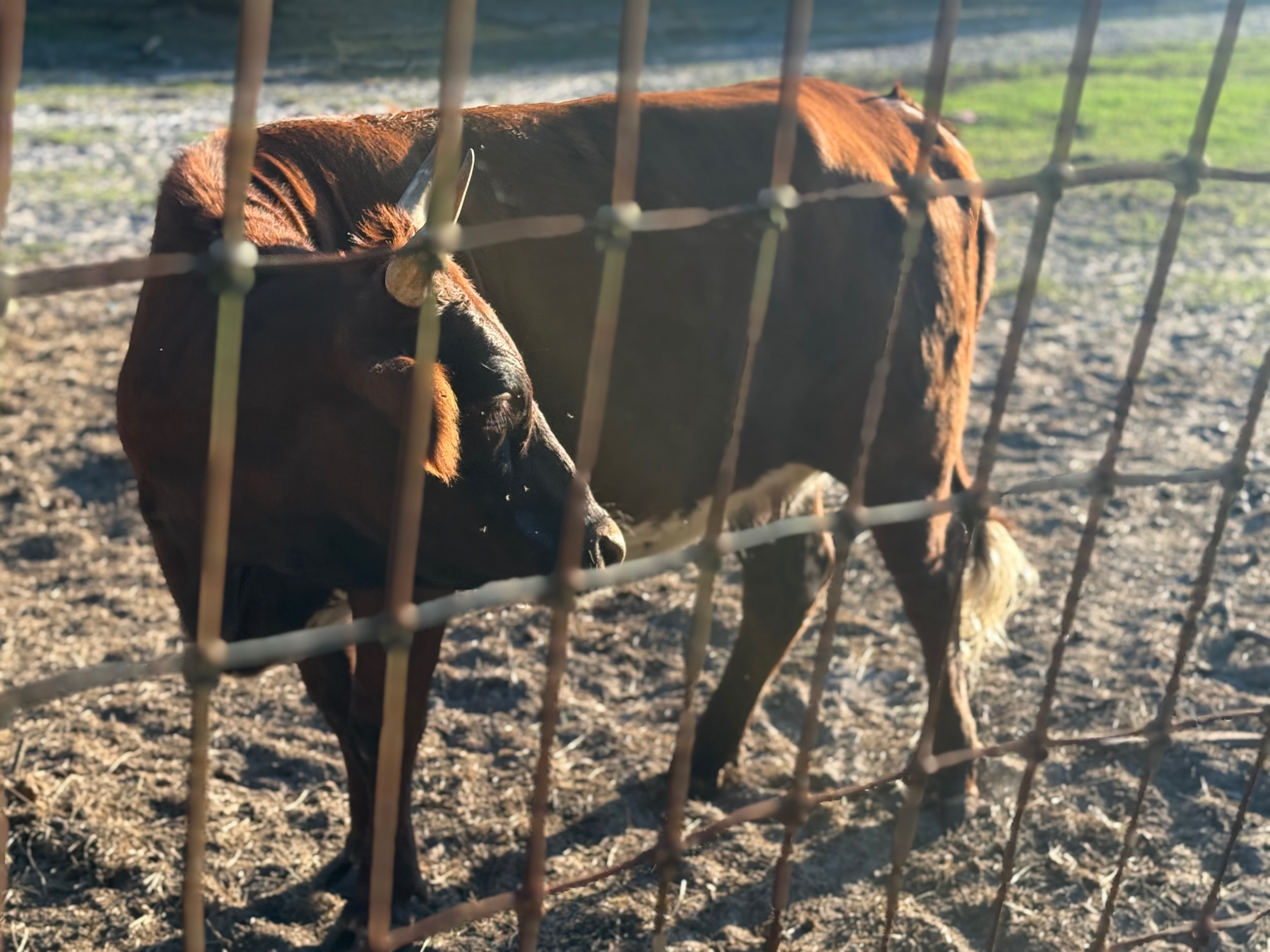 Help Rescue Two Innocent Cows from Slaughter campaign photo, 4 of 7