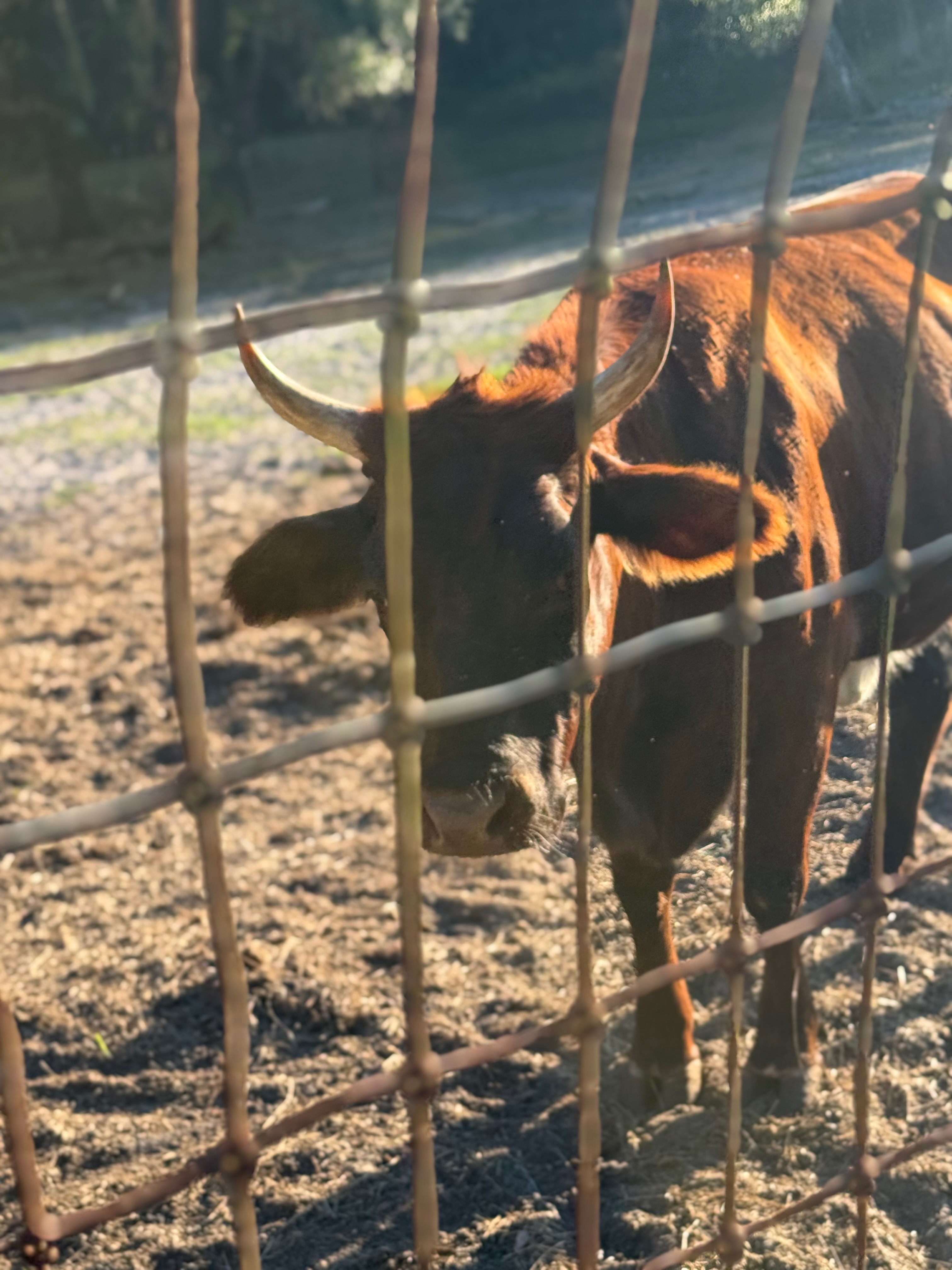 Help Rescue Two Innocent Cows from Slaughter campaign photo, 7 of 7