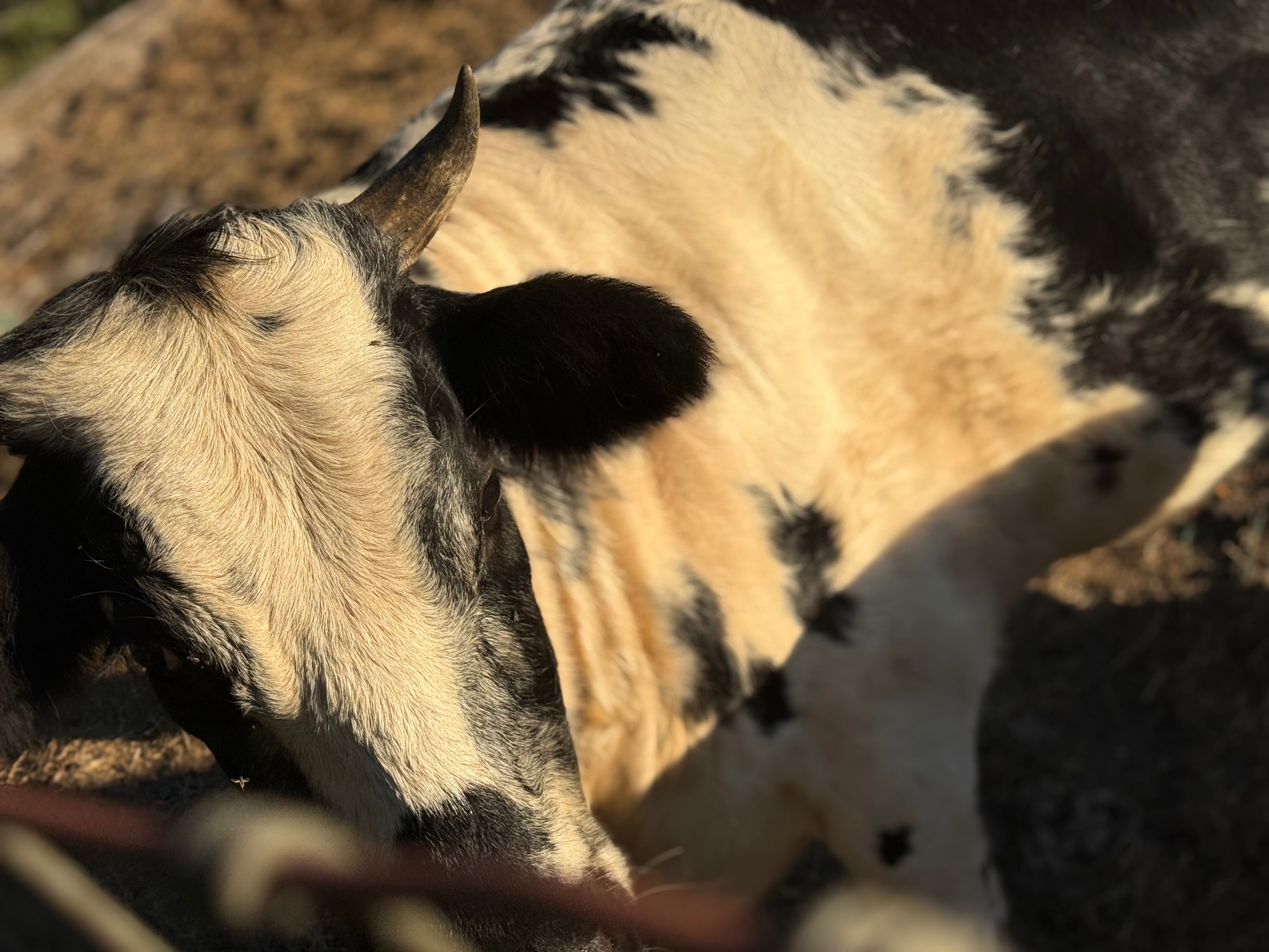 Help Rescue Two Innocent Cows from Slaughter campaign photo, 2 of 7