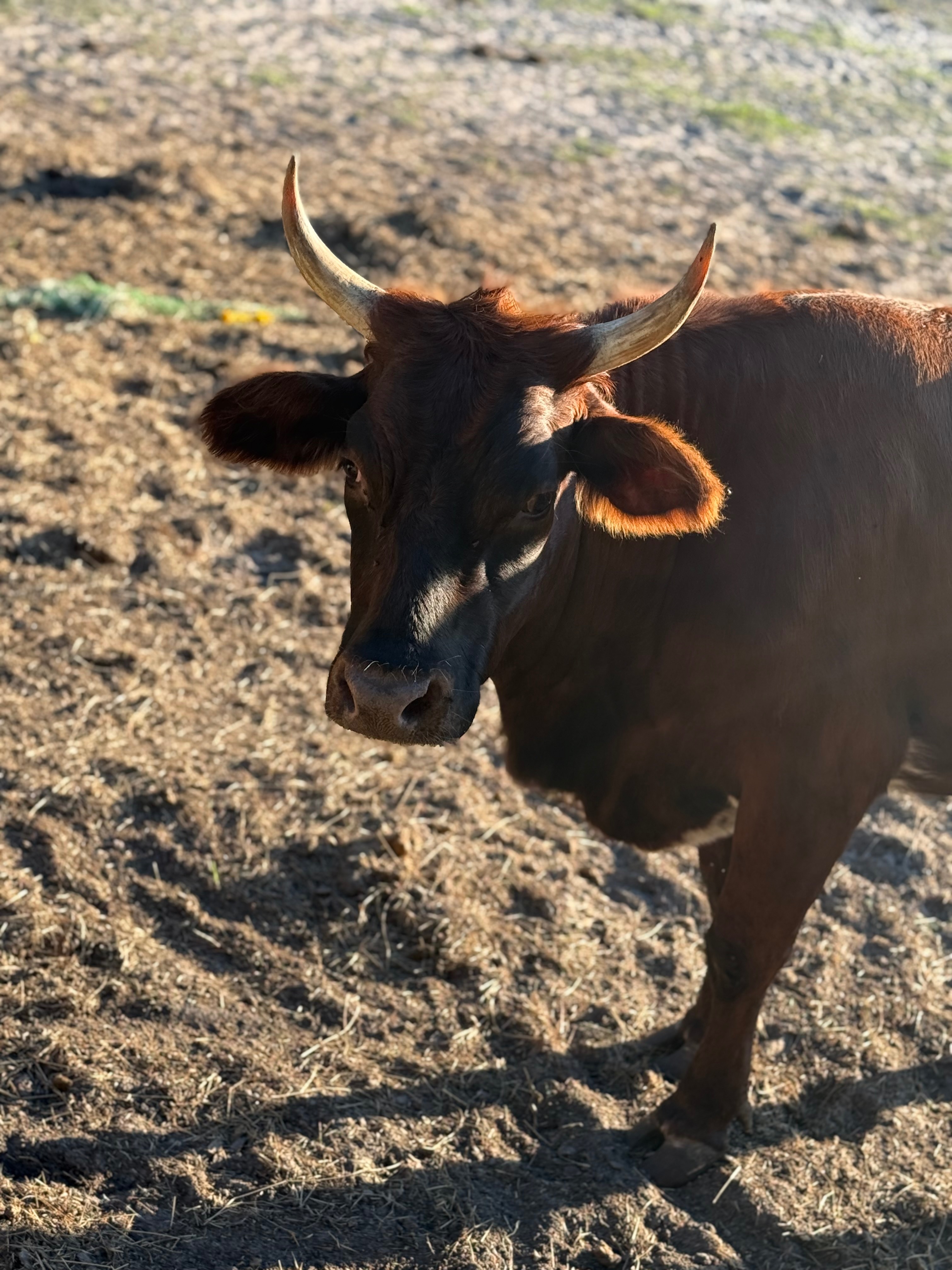 Help Rescue Two Innocent Cows from Slaughter campaign photo, 5 of 7
