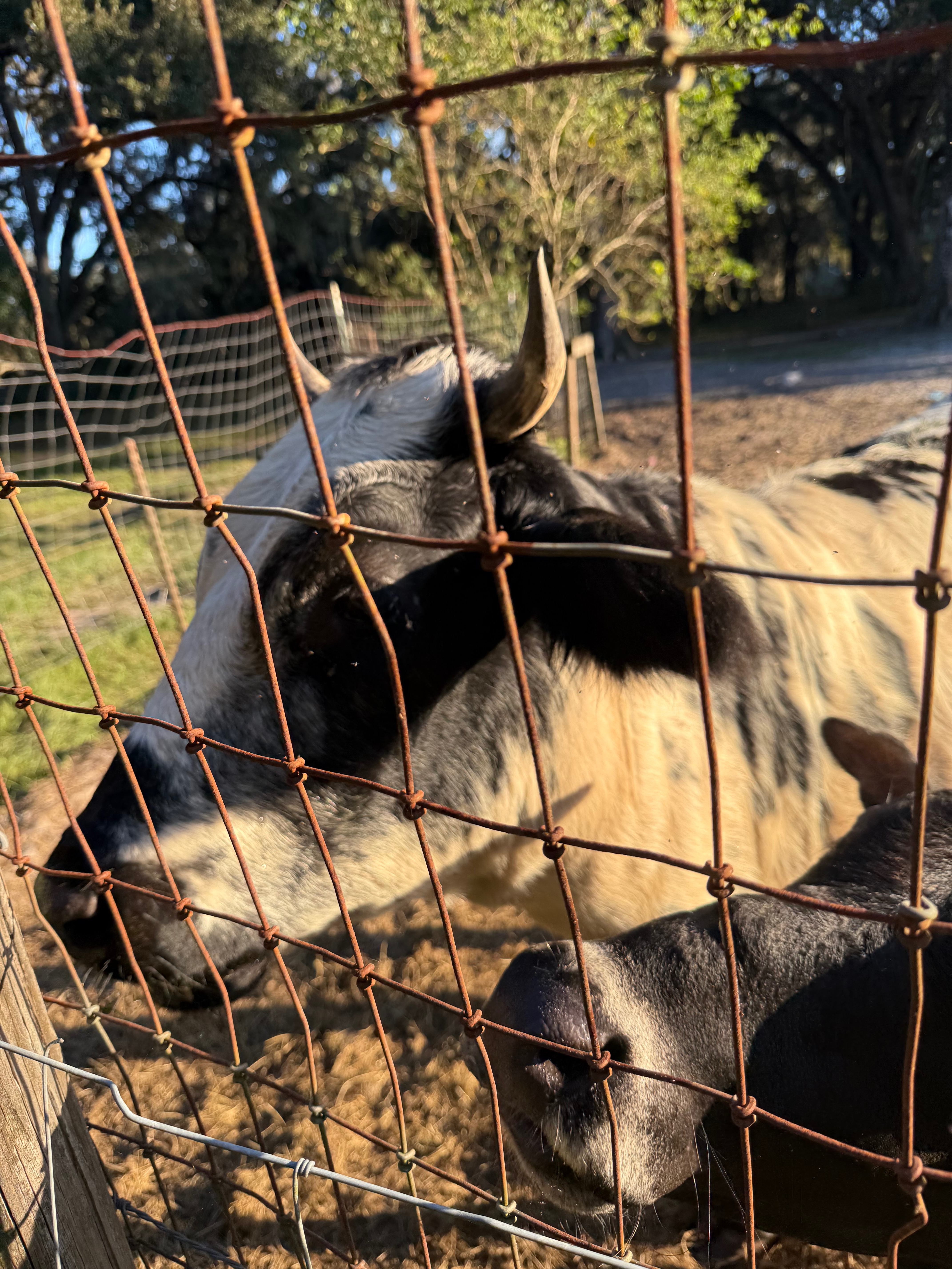 Help Rescue Two Innocent Cows from Slaughter campaign photo, 6 of 7