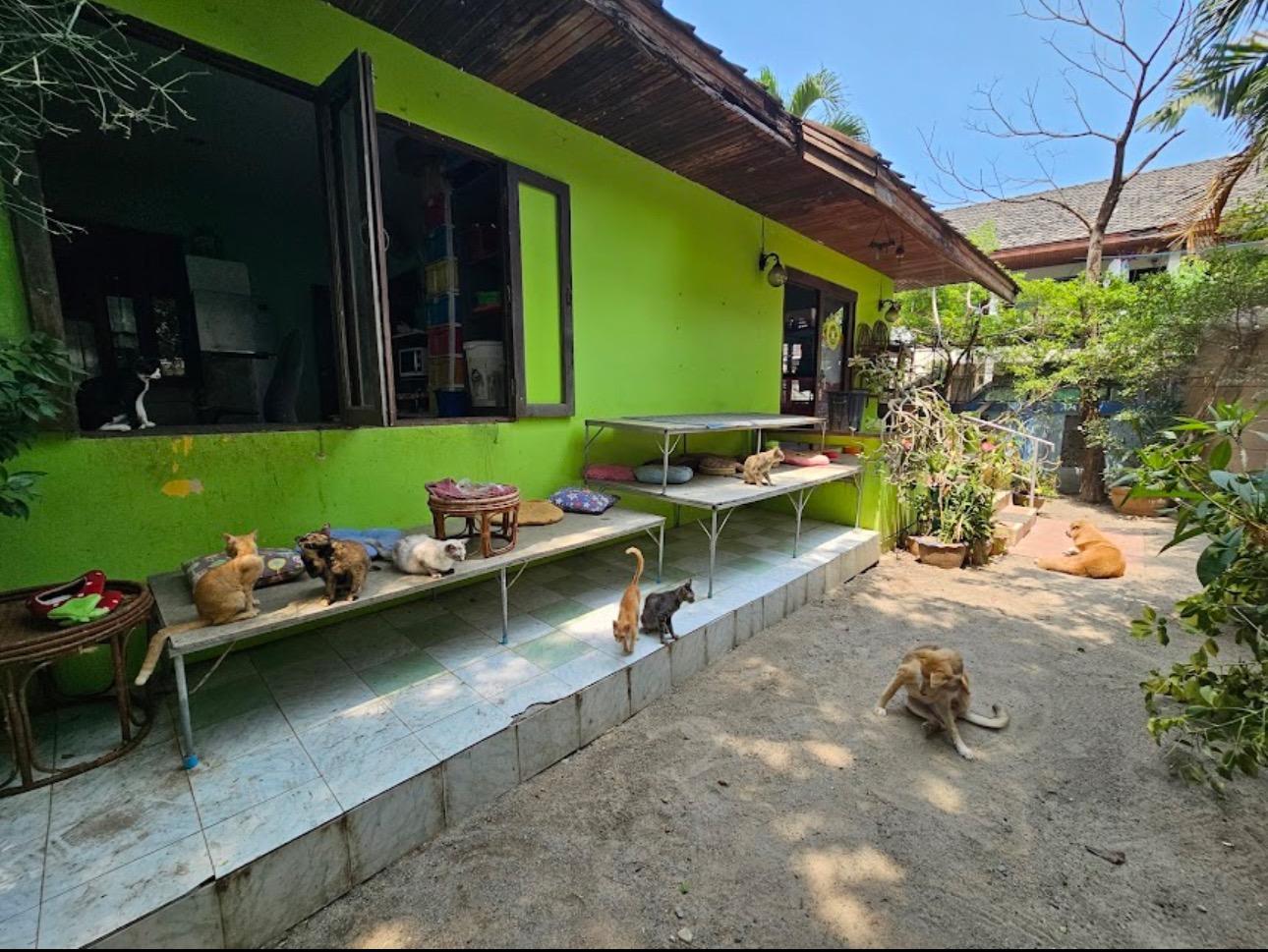 Tierheim in Koh Samui unterstützen campaign photo, 6 of 8
