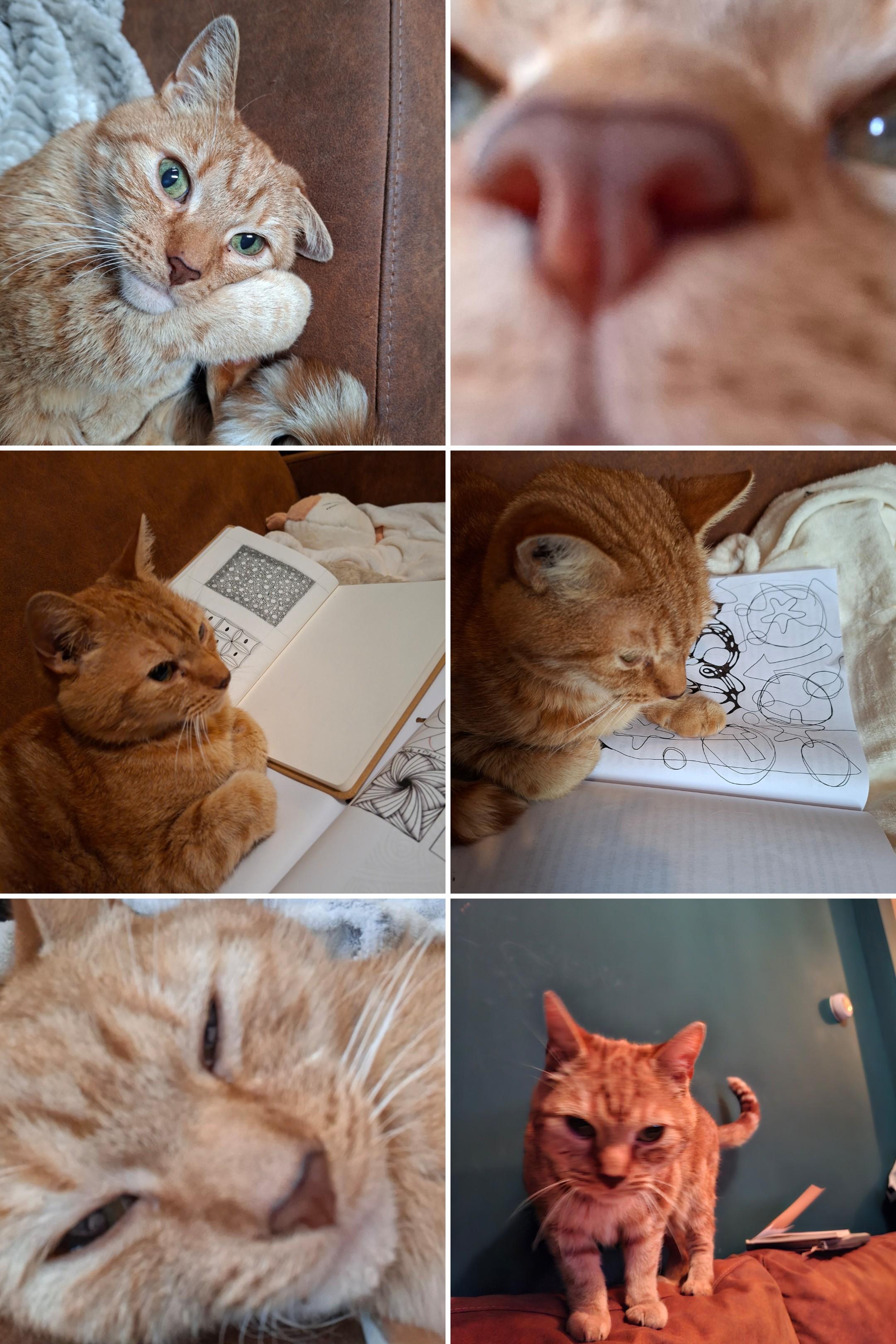 Help mijn lieve kat Elvis die diabetes heeft gekregen campaign photo, 5 of 6