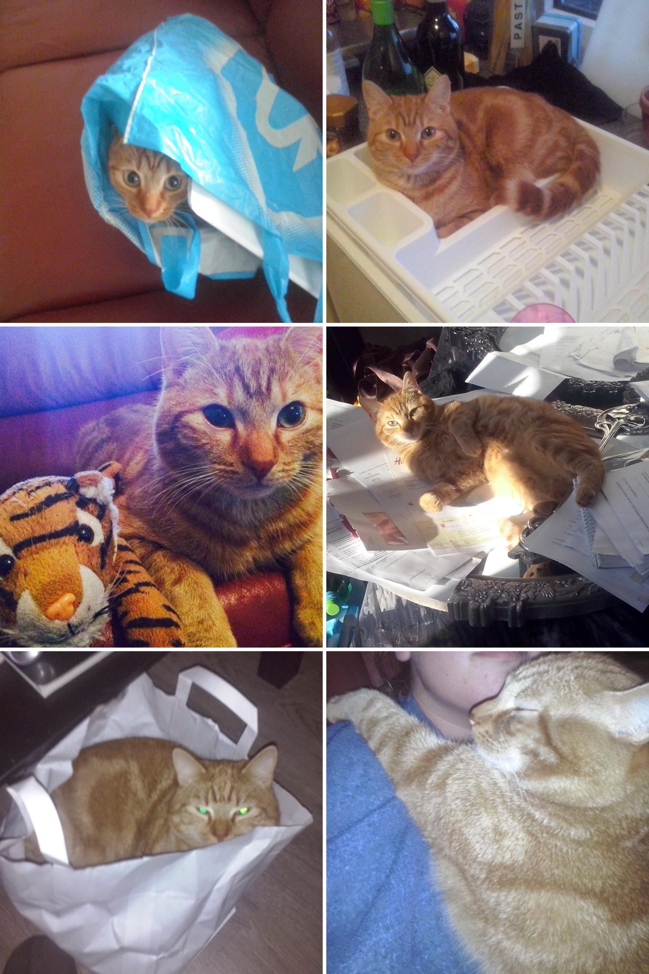 Help mijn lieve kat Elvis die diabetes heeft gekregen campaign photo, 4 of 6