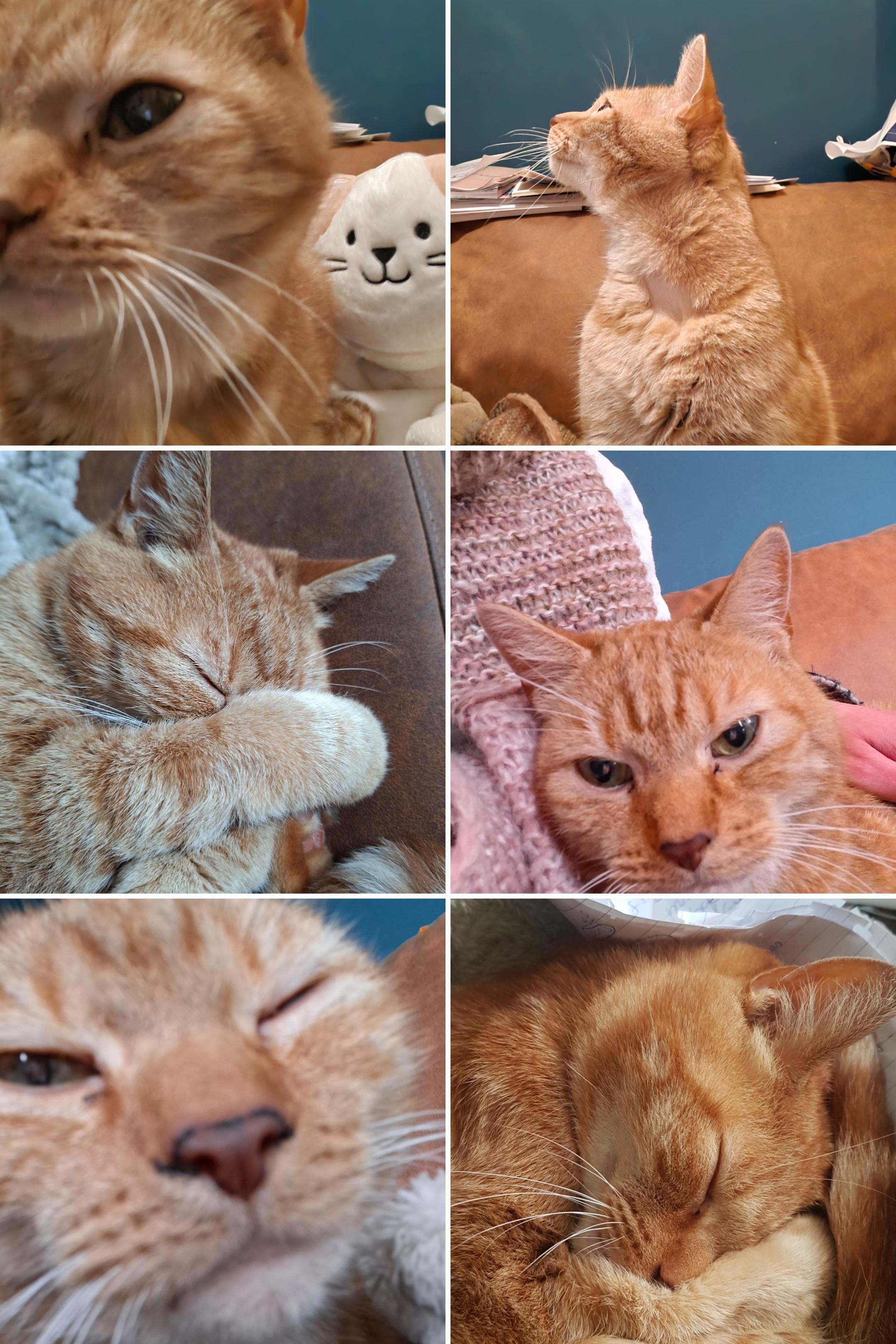 Help mijn lieve kat Elvis die diabetes heeft gekregen campaign photo, 2 of 6