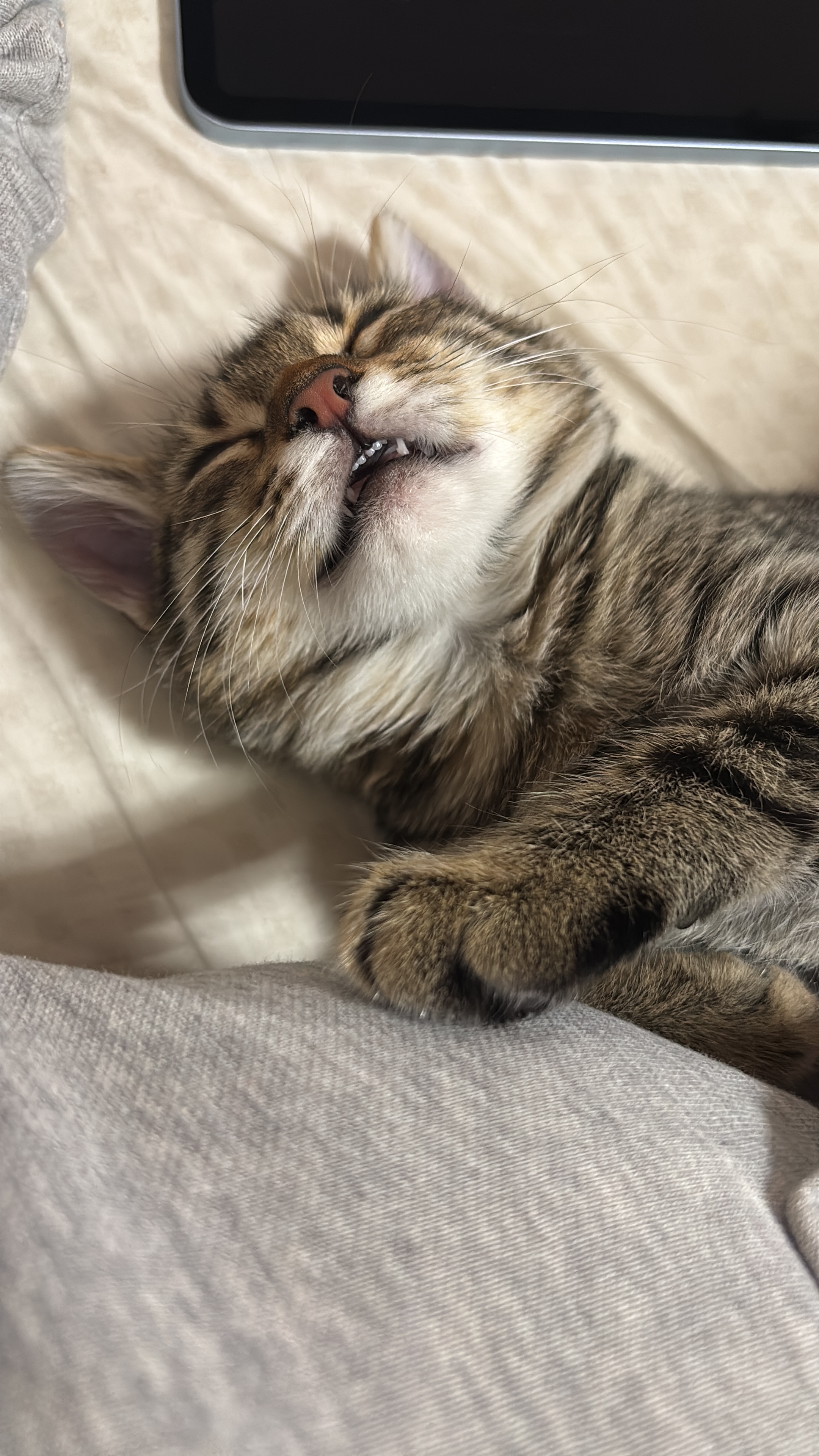 Aiutiamo la mia gattina a vivere: intervento urgente cuore campaign photo, 7 of 8