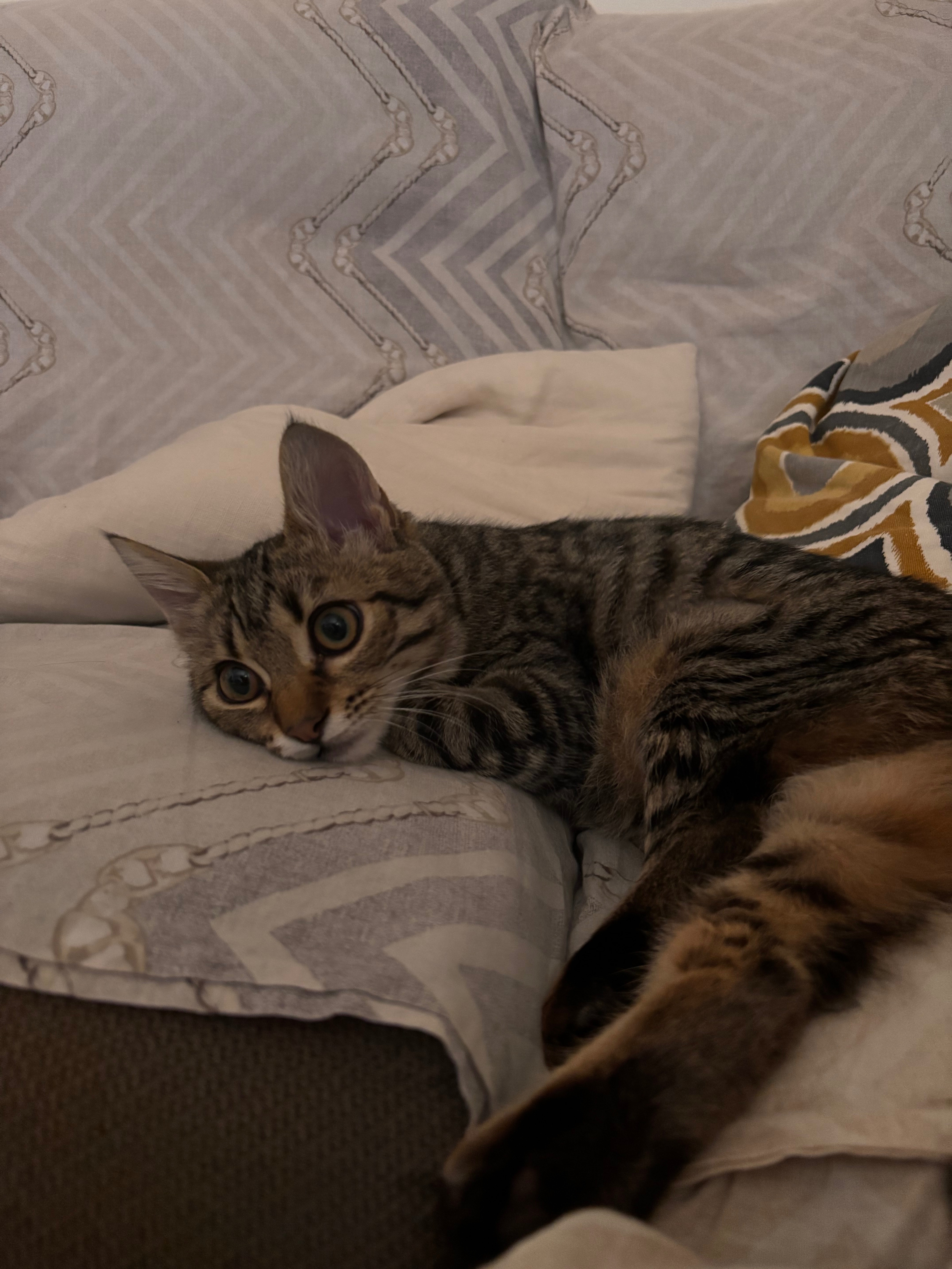 Aiutiamo la mia gattina a vivere: intervento urgente cuore campaign photo, 2 of 8