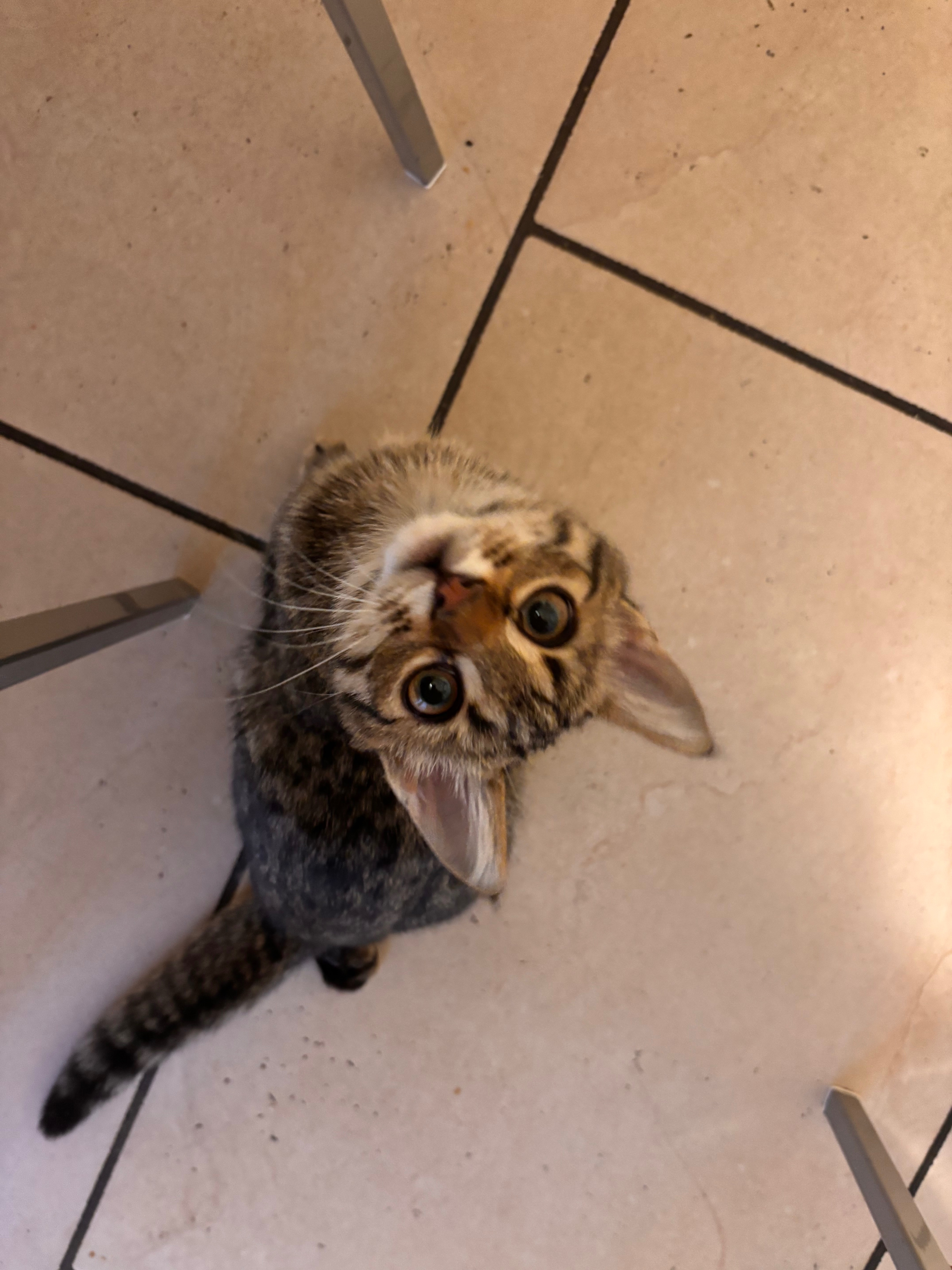 Aiutiamo la mia gattina a vivere: intervento urgente cuore campaign photo, 4 of 8