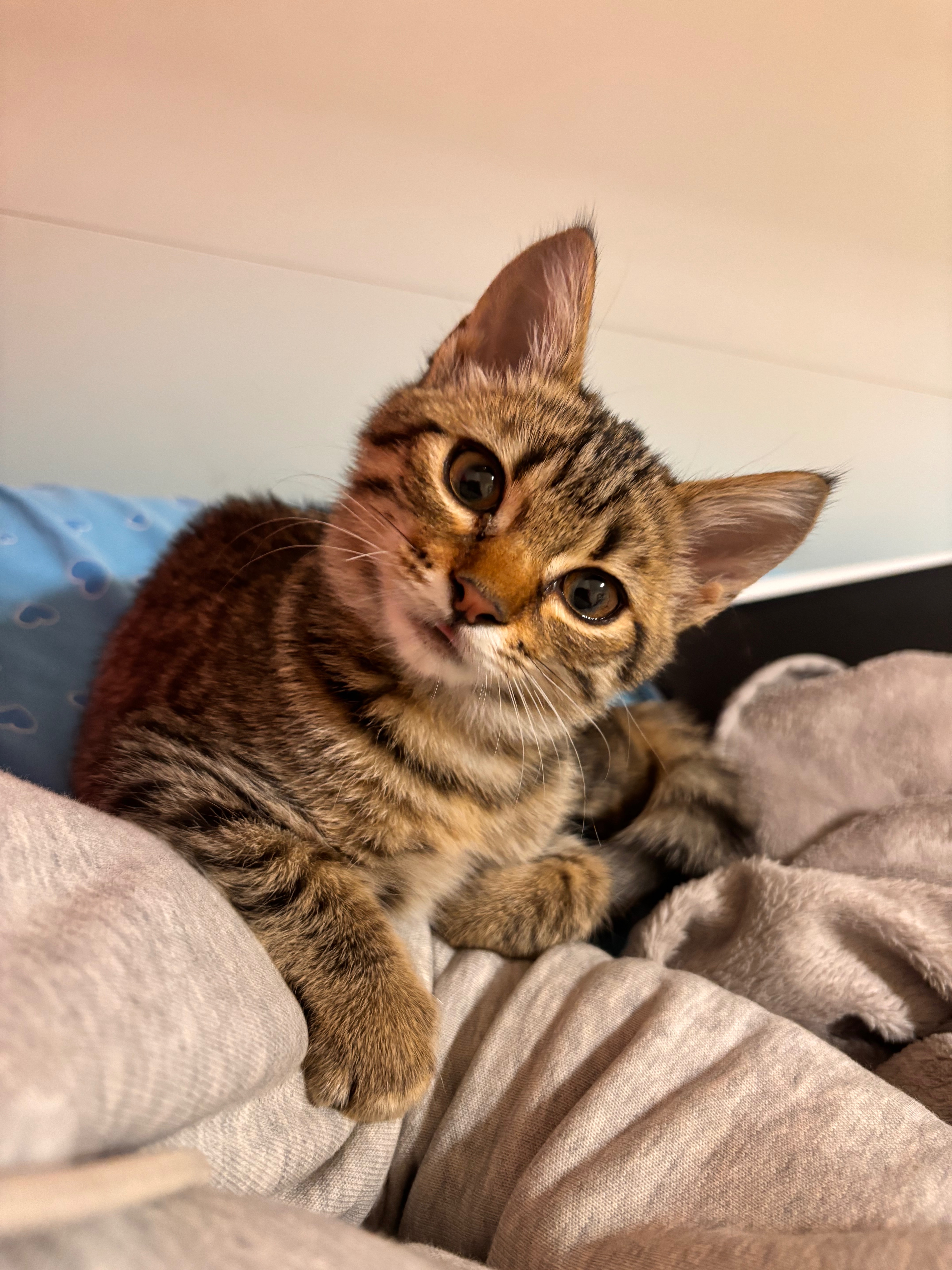 Aiutiamo la mia gattina a vivere: intervento urgente cuore campaign photo, 5 of 8