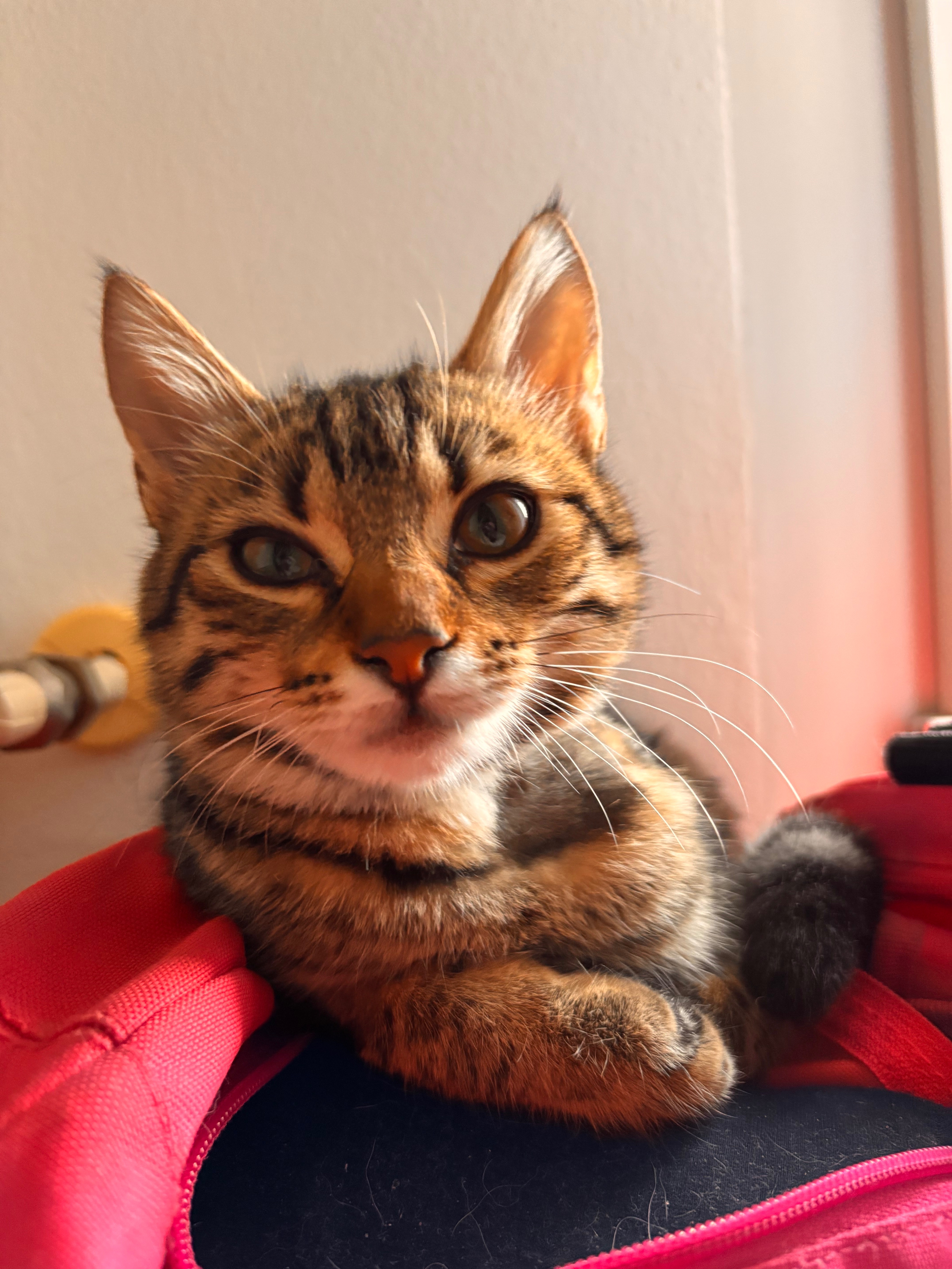 Aiutiamo la mia gattina a vivere: intervento urgente cuore campaign photo, 6 of 8