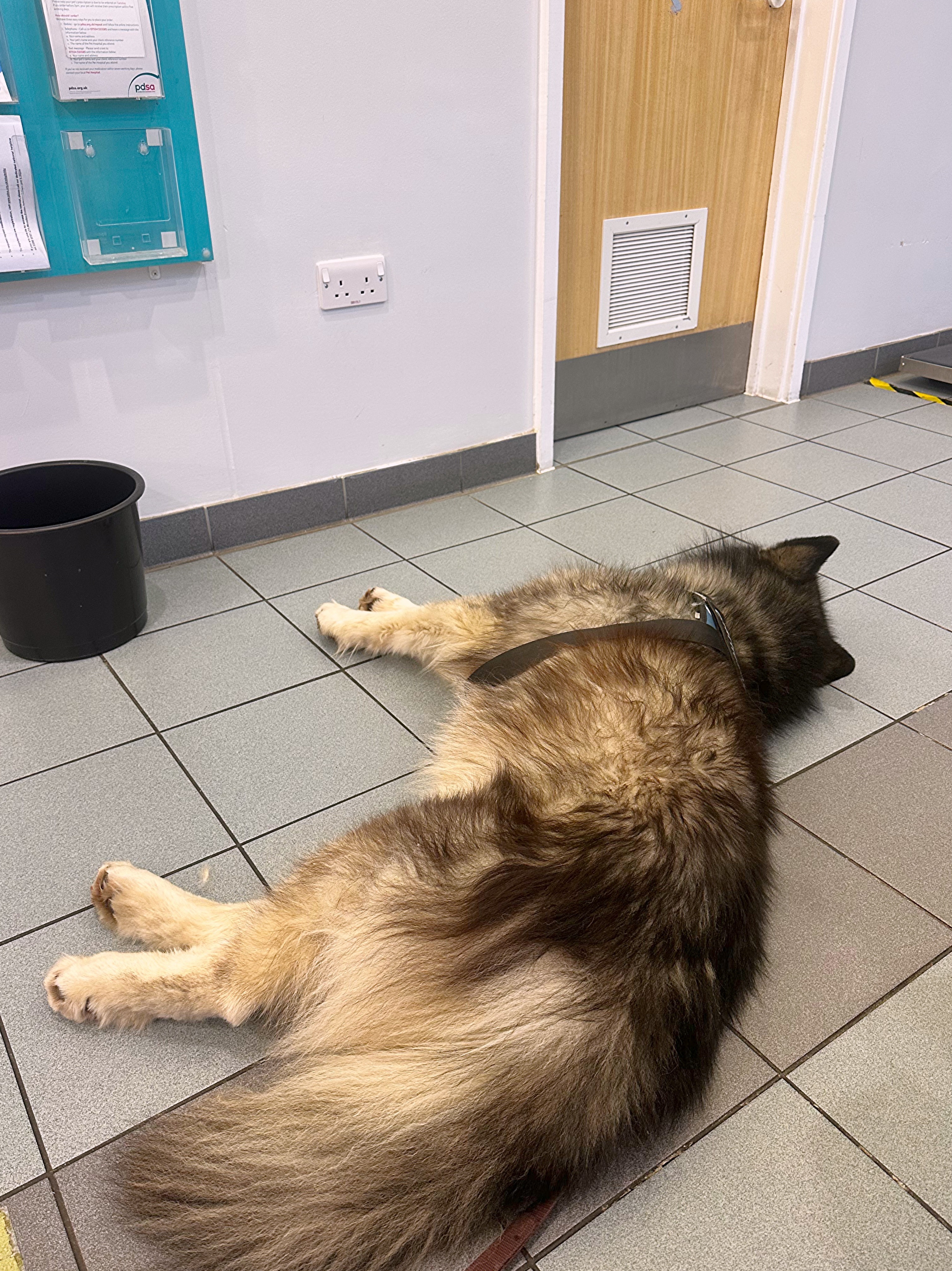 Charlie’s operation campaign photo, 2 of 5