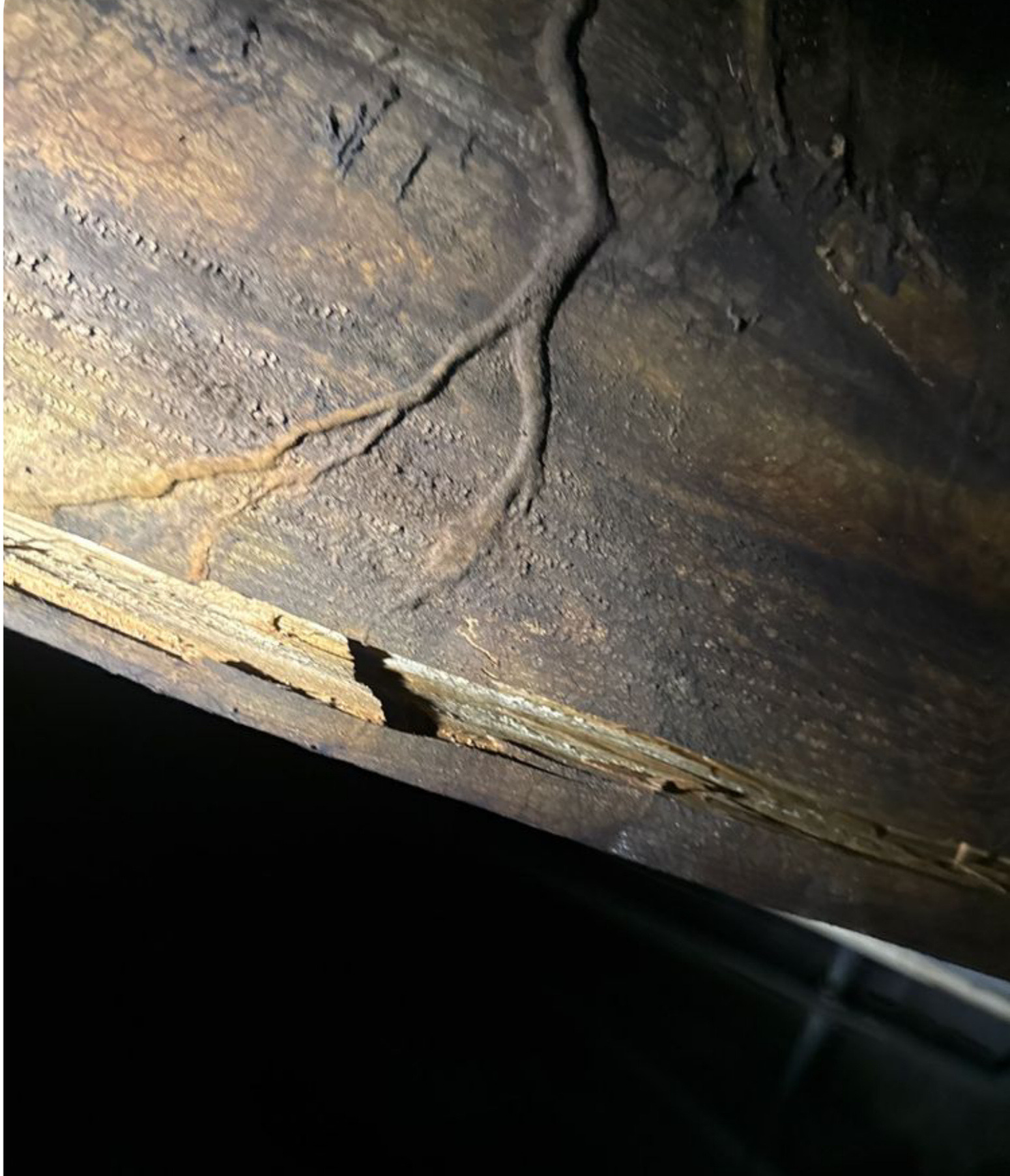 Help a Caring Nurse Battle Cancer and Home Repairs campaign photo, 5 of 7