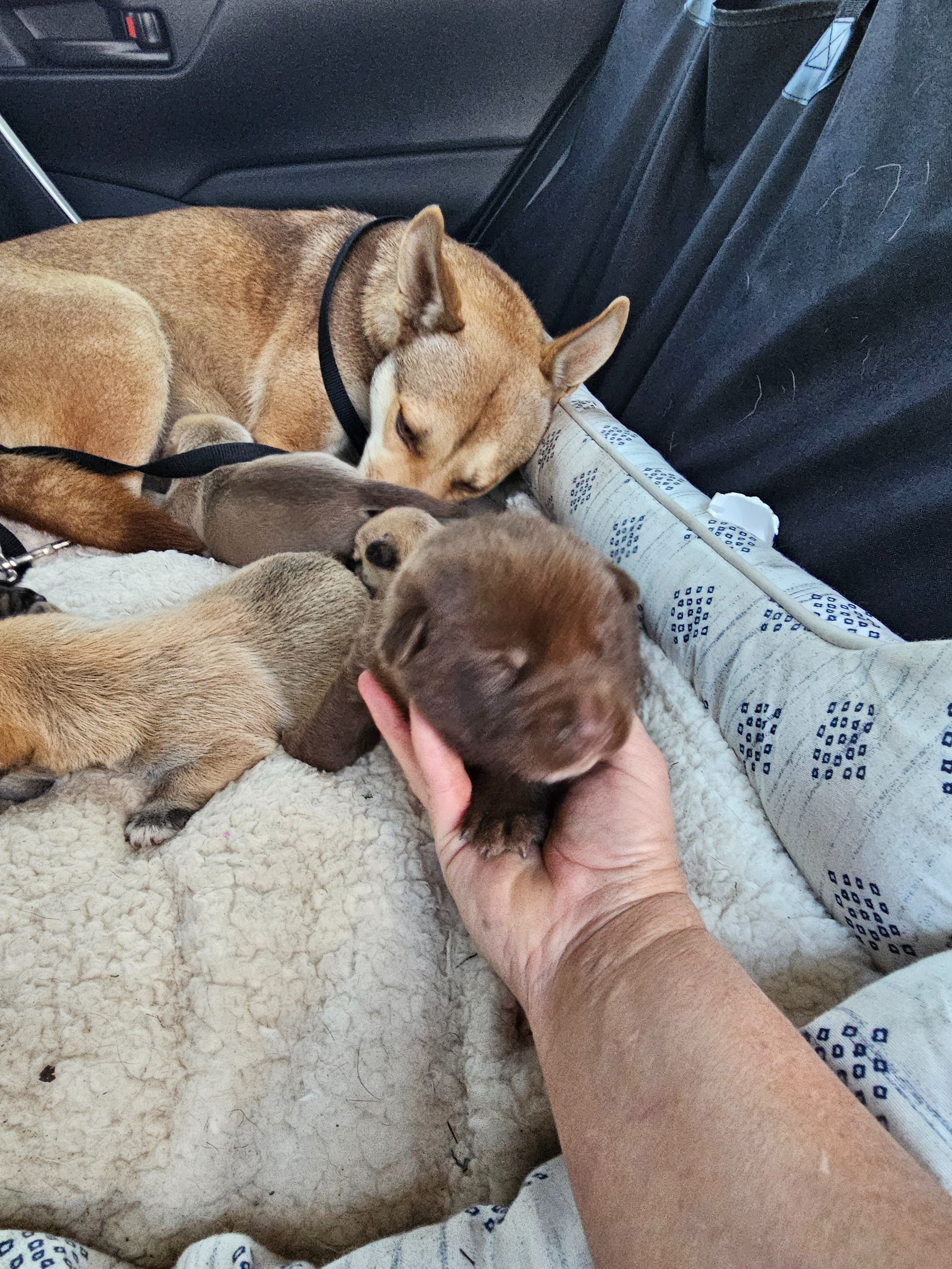 Support Carol's Rescue: Save Momma Dog and Pups campaign photo, 7 of 8