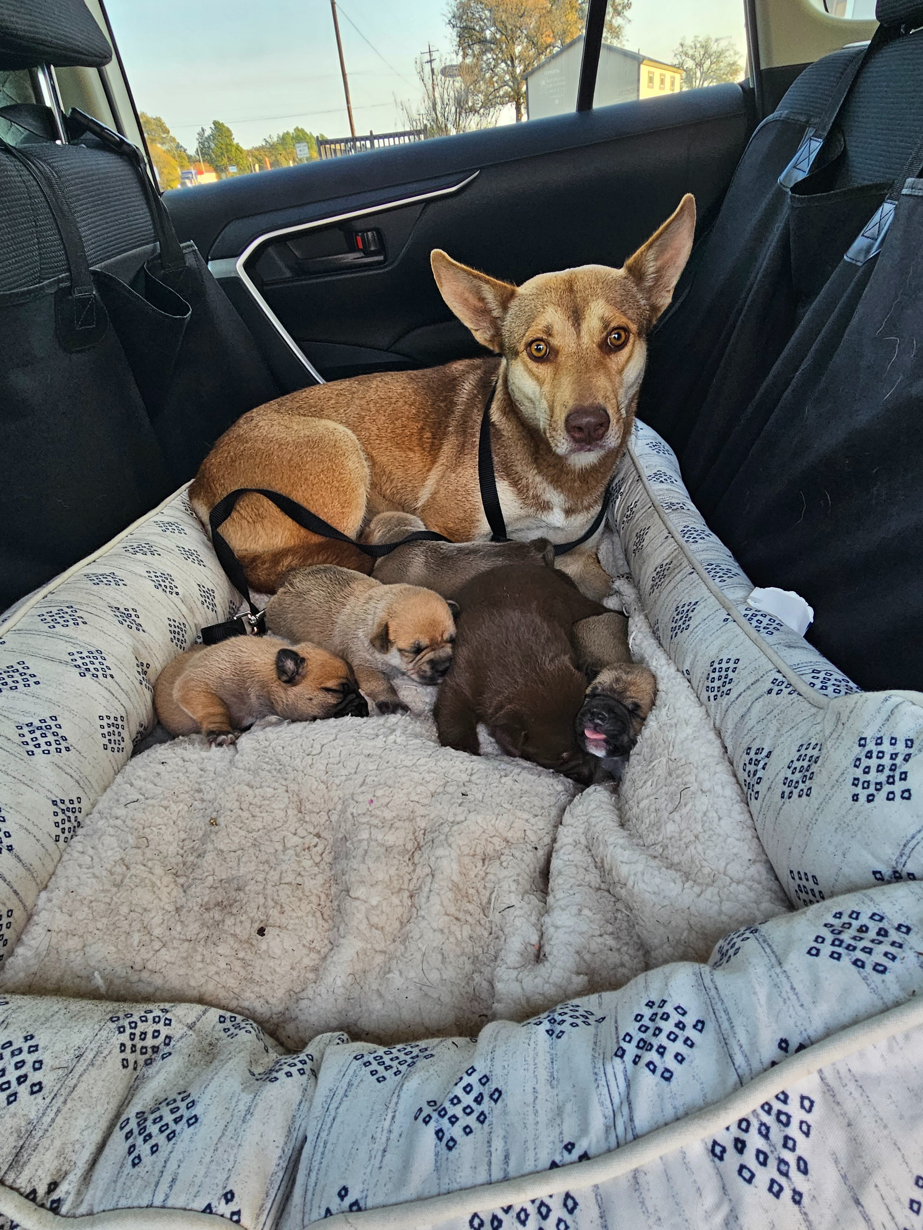 Support Carol's Rescue: Save Momma Dog and Pups campaign photo, 2 of 8