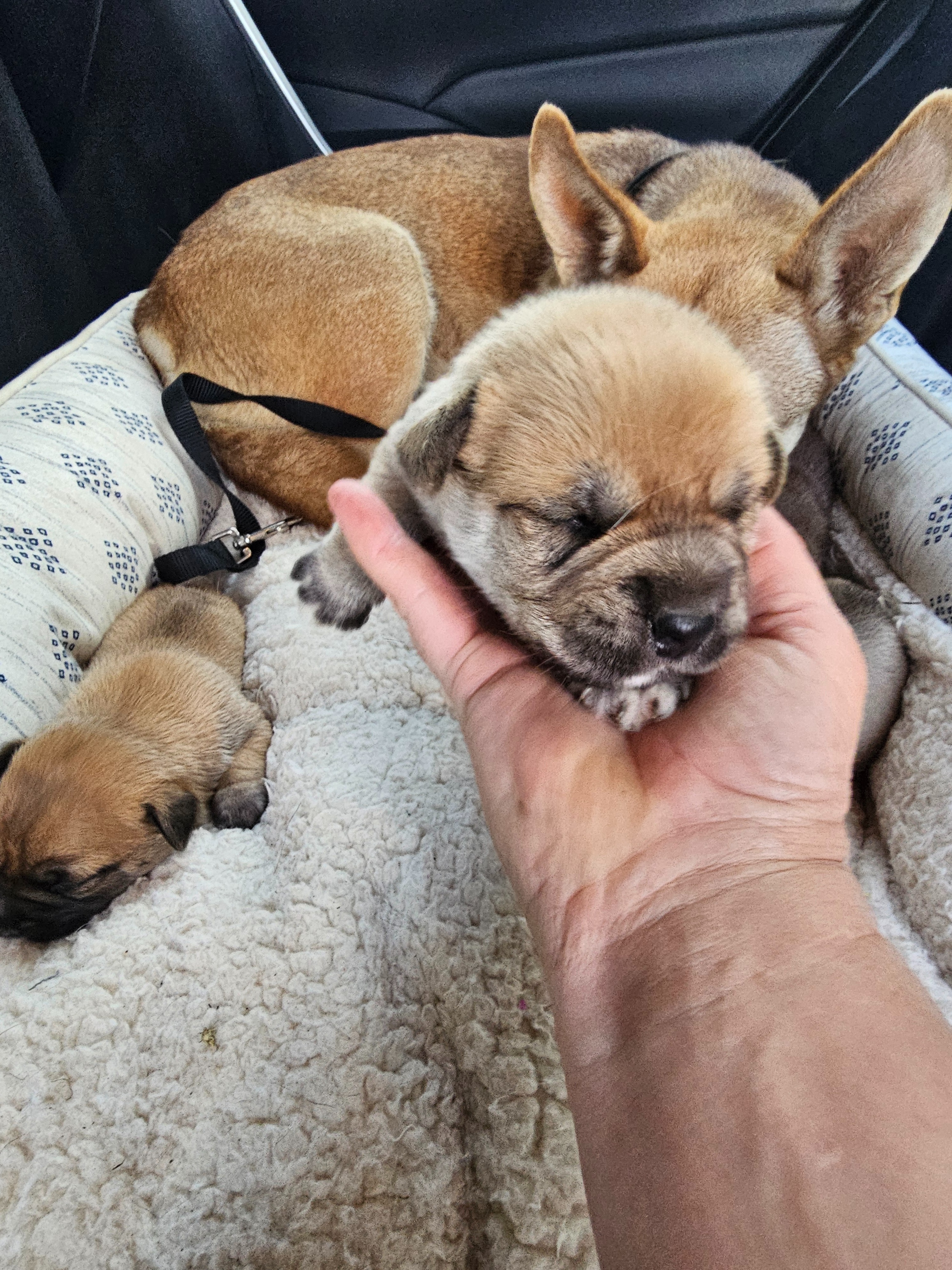 Support Carol's Rescue: Save Momma Dog and Pups campaign photo, 4 of 8