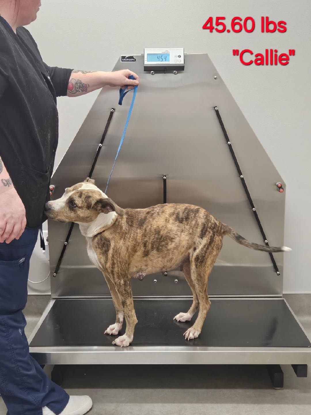 Support Carol's Rescue: Save Momma Dog and Pups campaign photo, 6 of 8