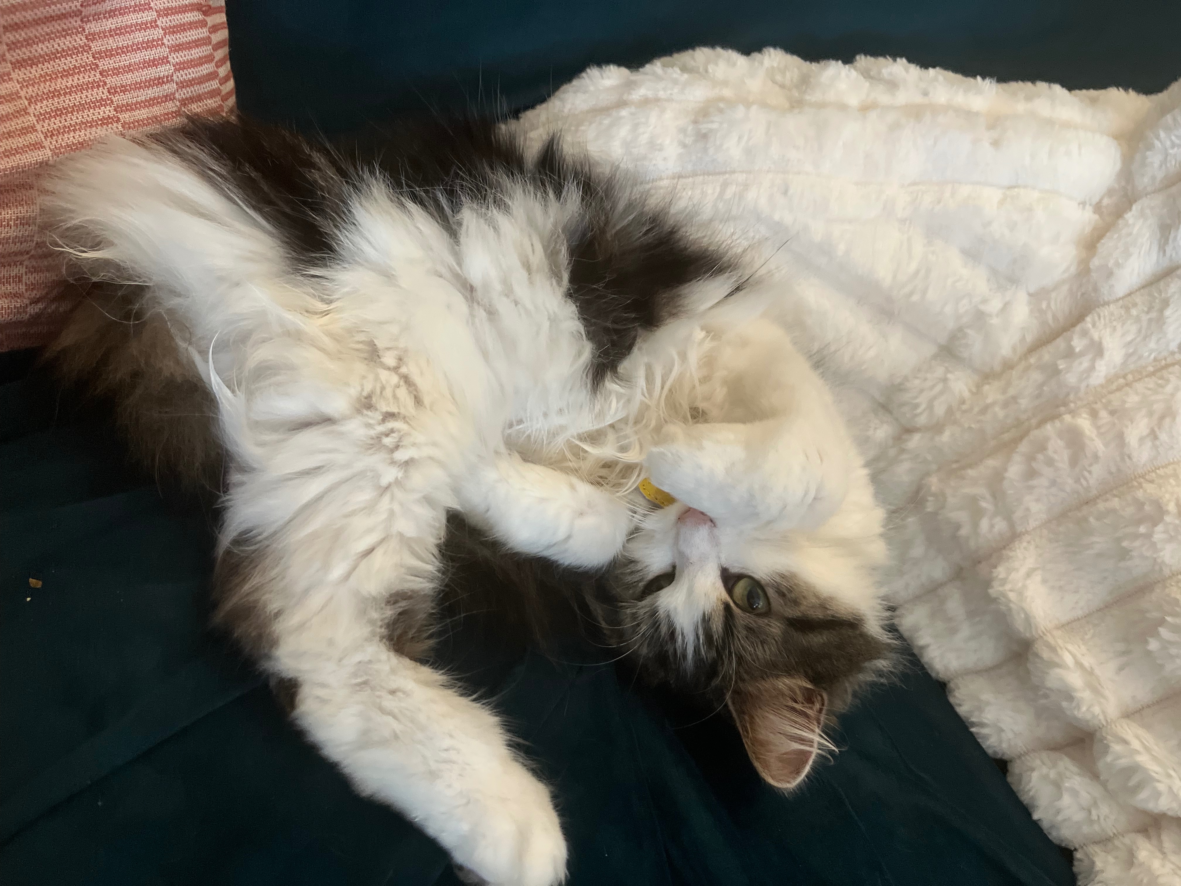 Help raise money for Mimi’s Surgery campaign photo, 2 of 4