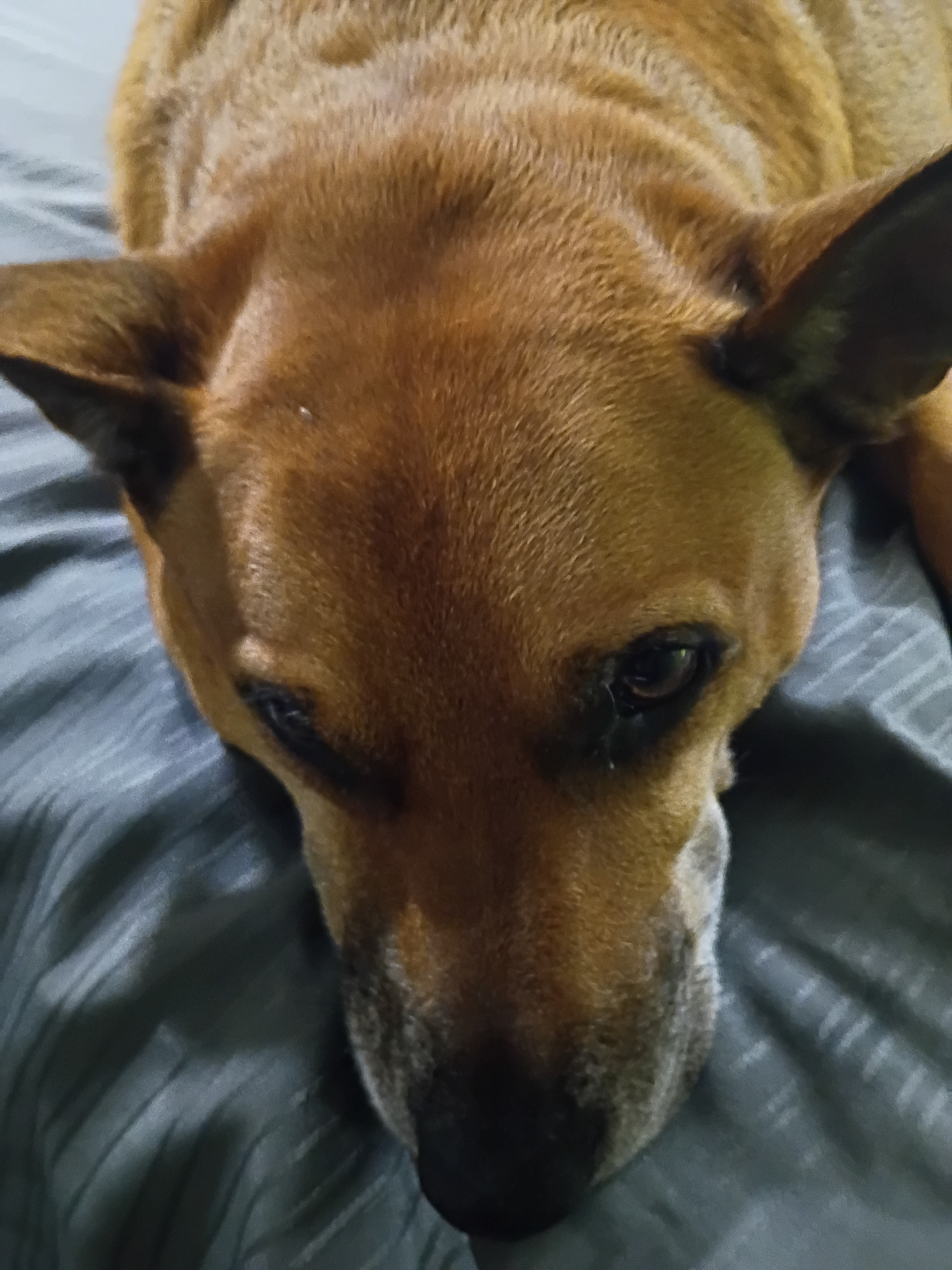 Urgent Help for Alex: Recover Vehicle and Service Dog campaign photo, 4 of 5