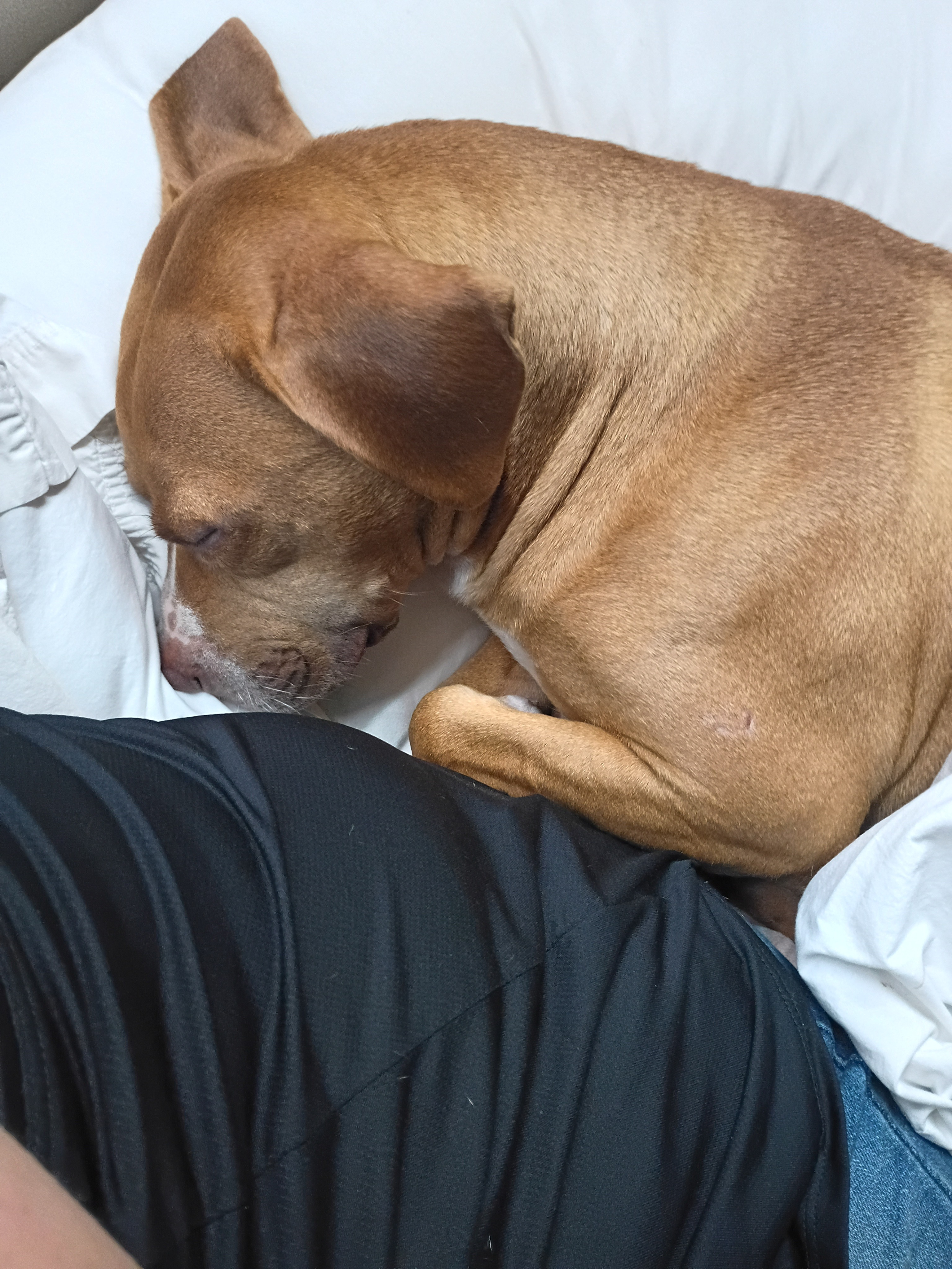 Urgent Help for Alex: Recover Vehicle and Service Dog campaign photo, 2 of 5
