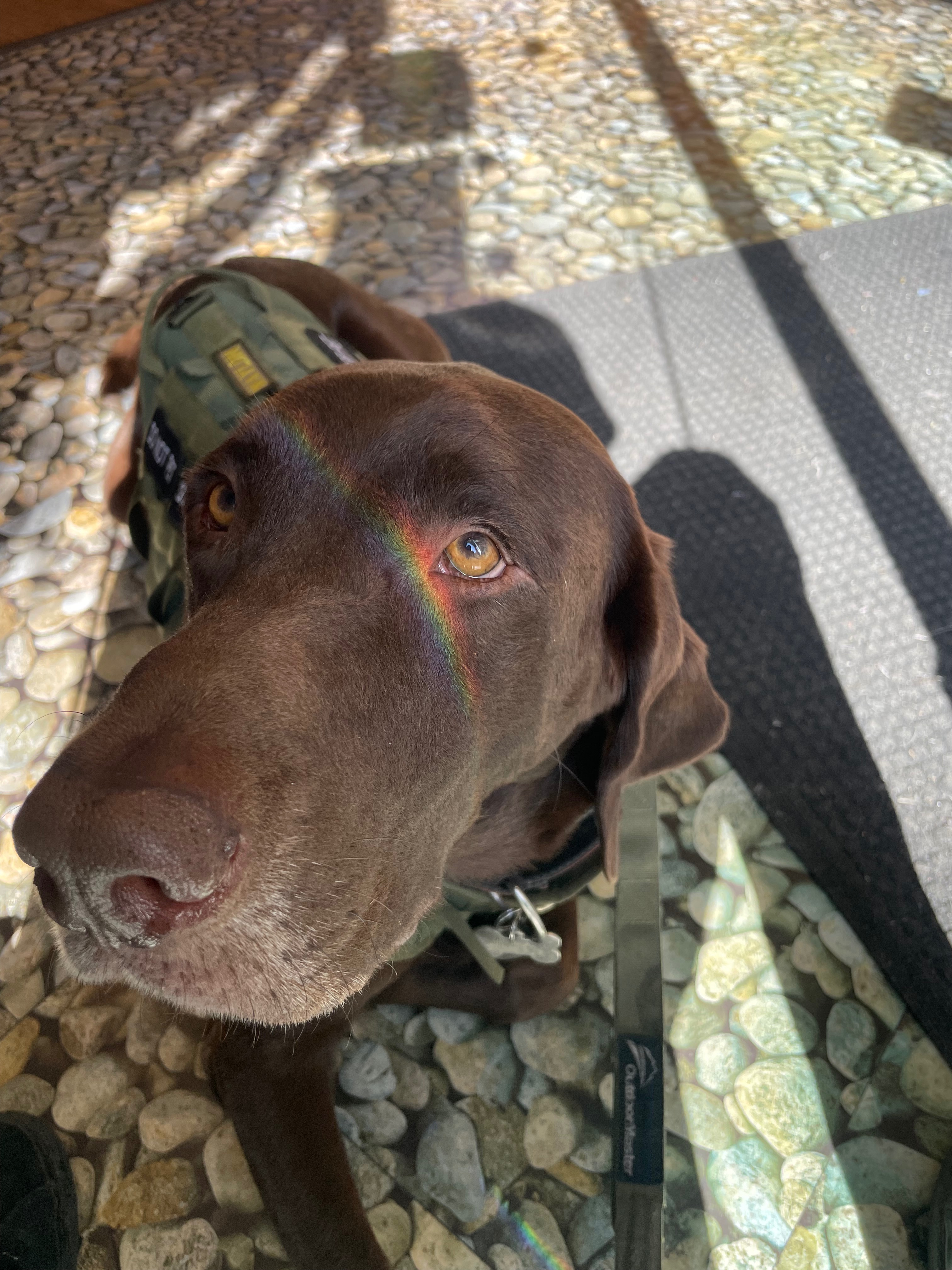 Waylon’s surgery fund campaign photo, 4 of 8