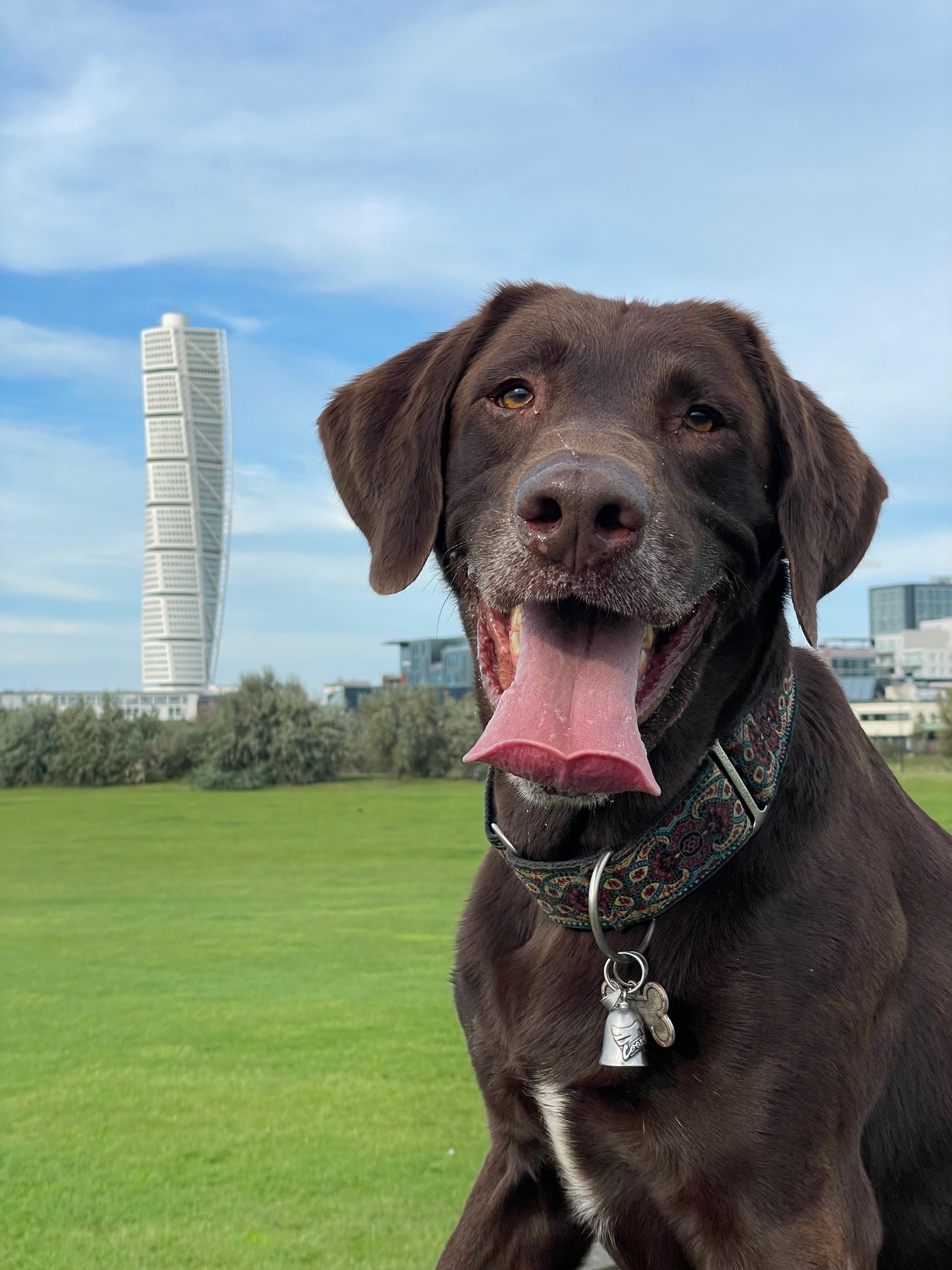 Waylon’s surgery fund campaign photo, 6 of 8
