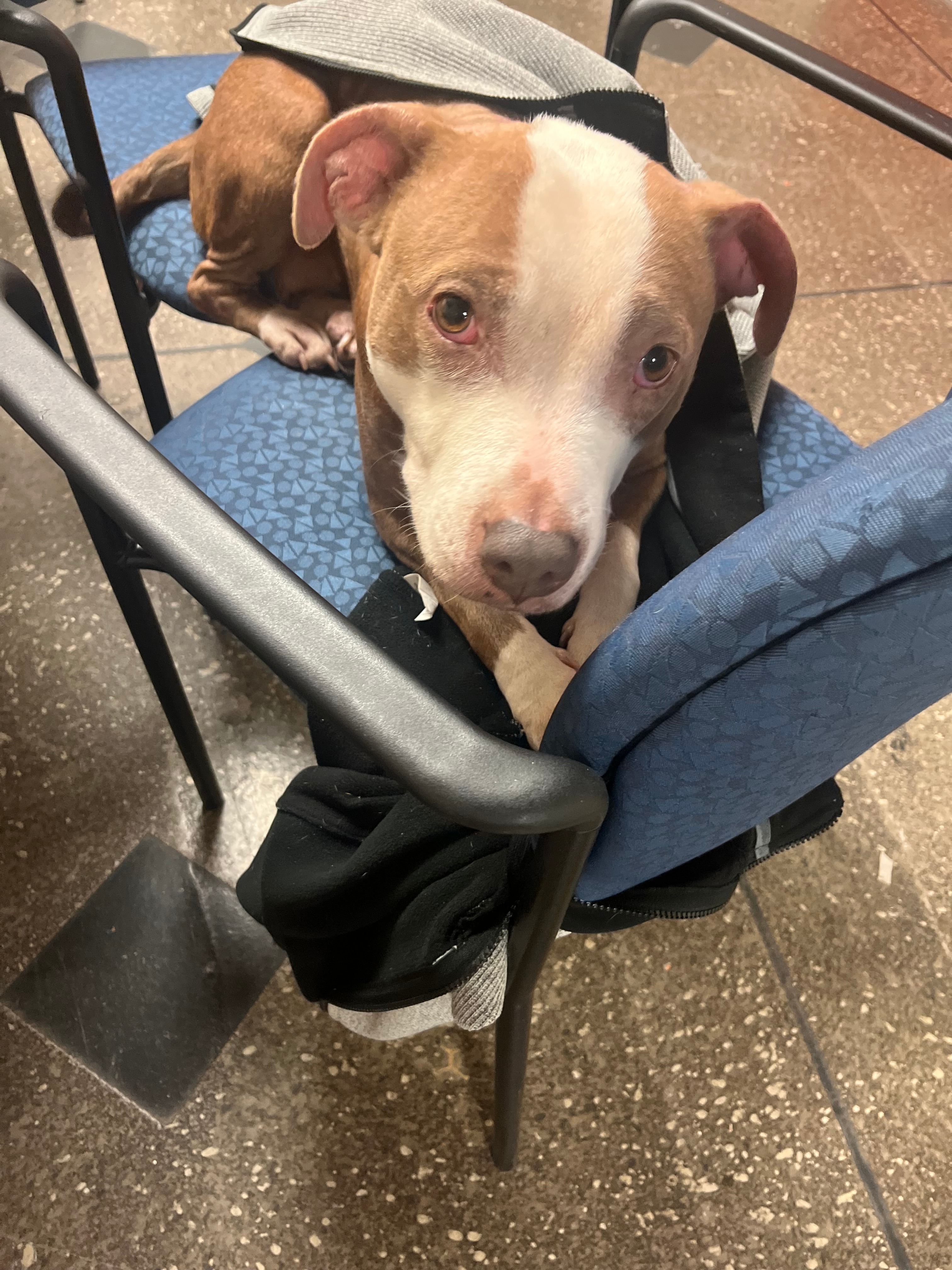 Urgent Help for Student and Her Dog's Safety campaign photo, 4 of 5