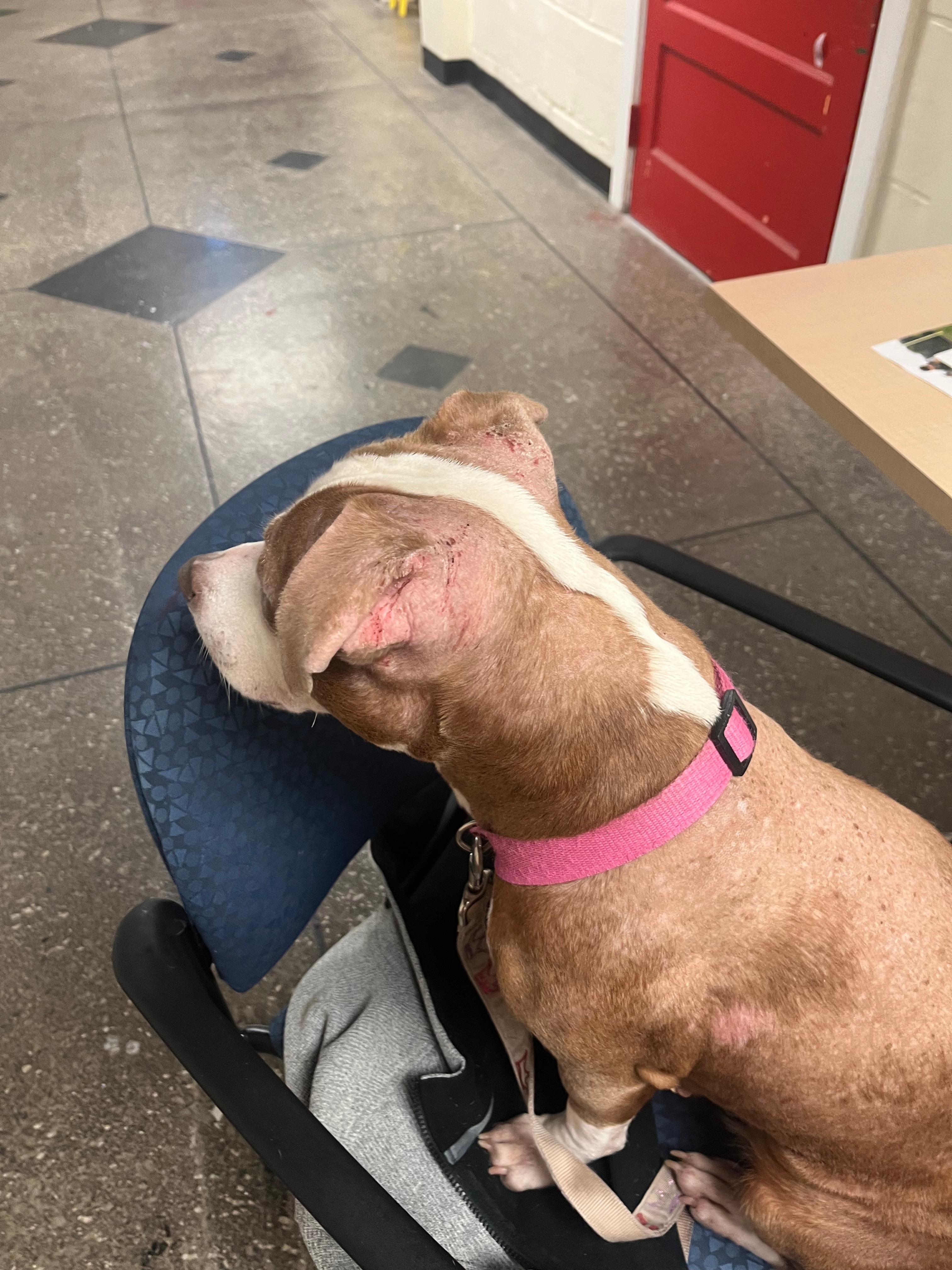 Urgent Help for Student and Her Dog's Safety campaign photo, 2 of 5