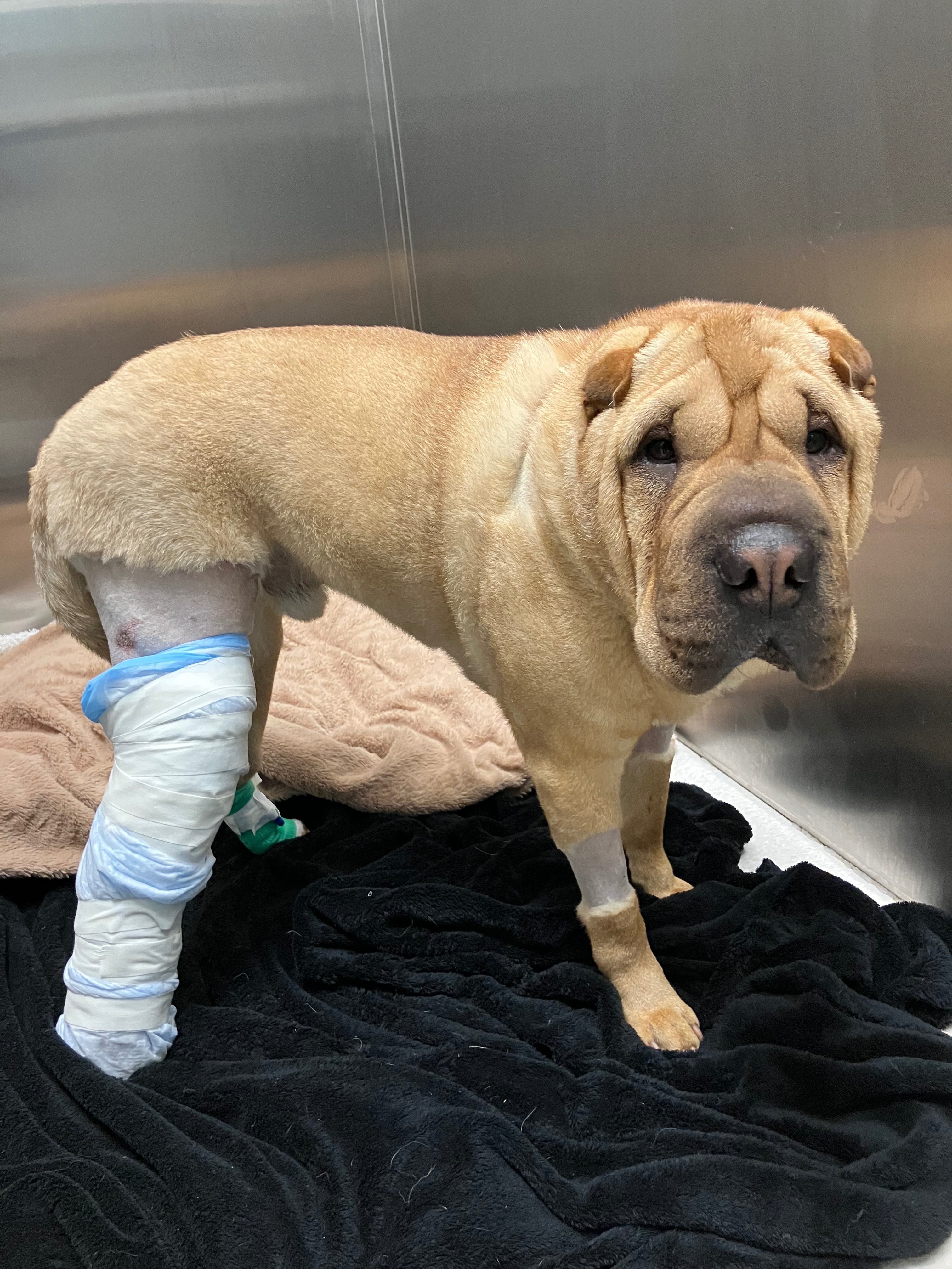 Donate to Teddy's Urgent Medical Treatment campaign photo, 2 of 4