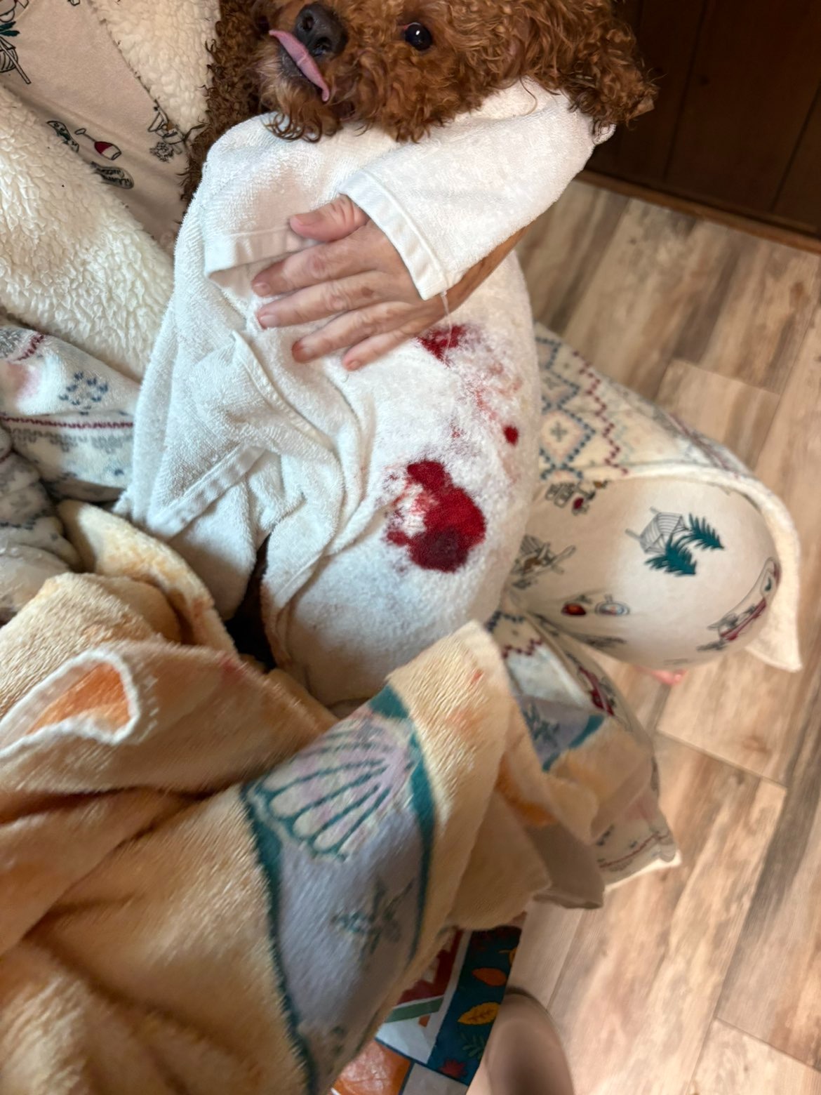 Help Rusty Recover from a Devastating Attack campaign photo, 4 of 5