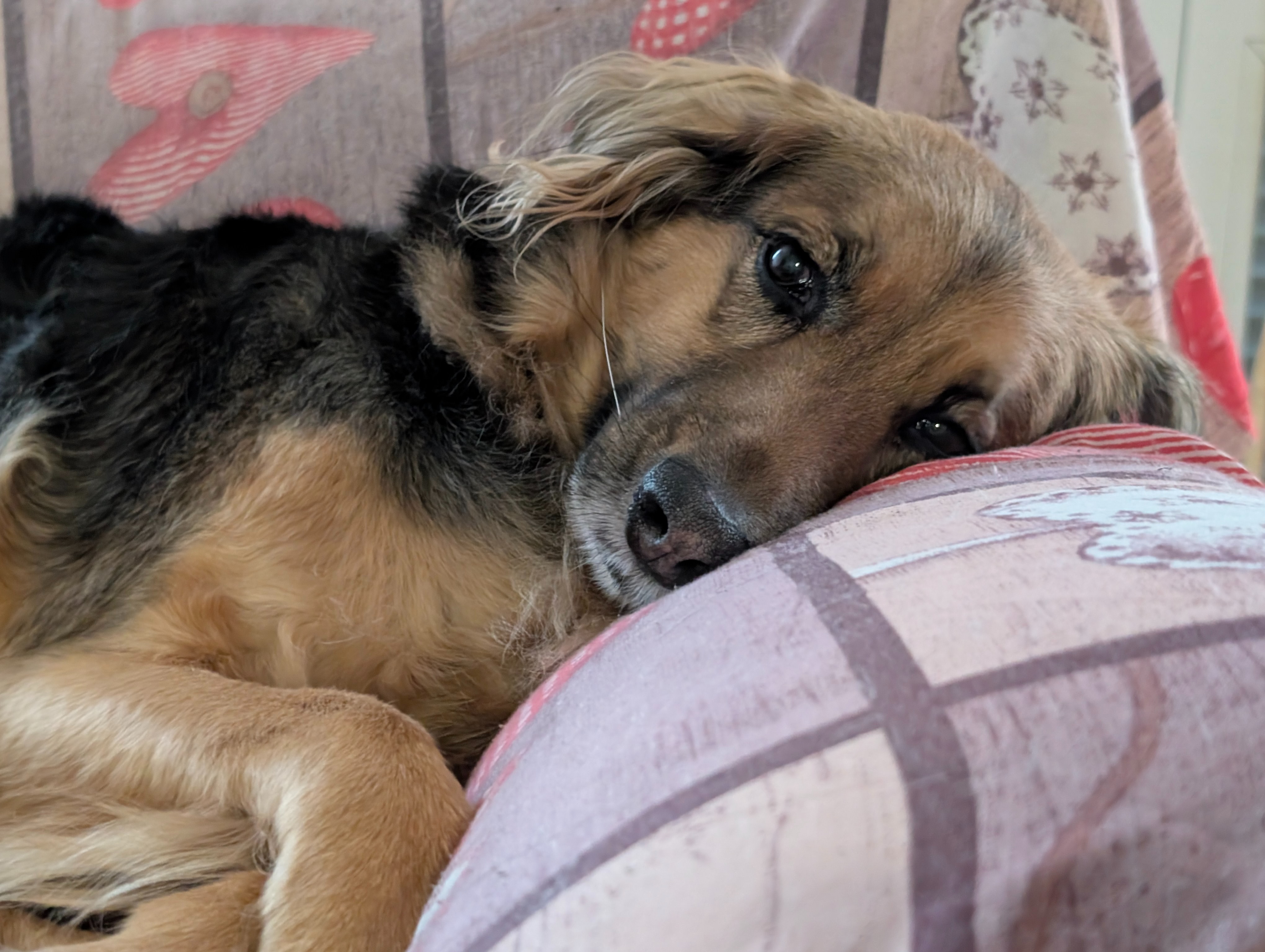 Aiutiamo Laika a vincere la sua battaglia ❤ campaign photo, 2 of 4