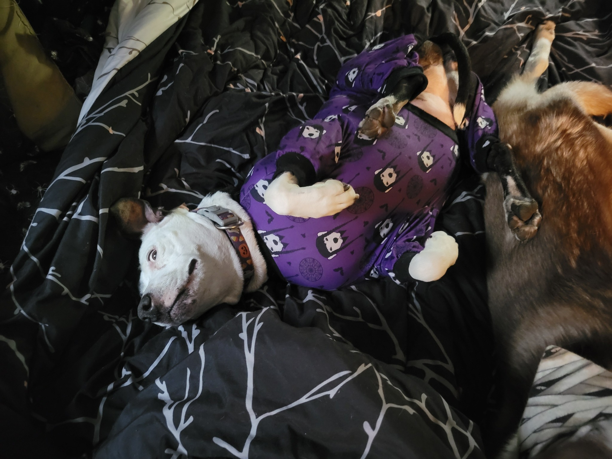 Fundraiser for Kathryn Goers by Maegan Goers : Support Kat with Billie ...