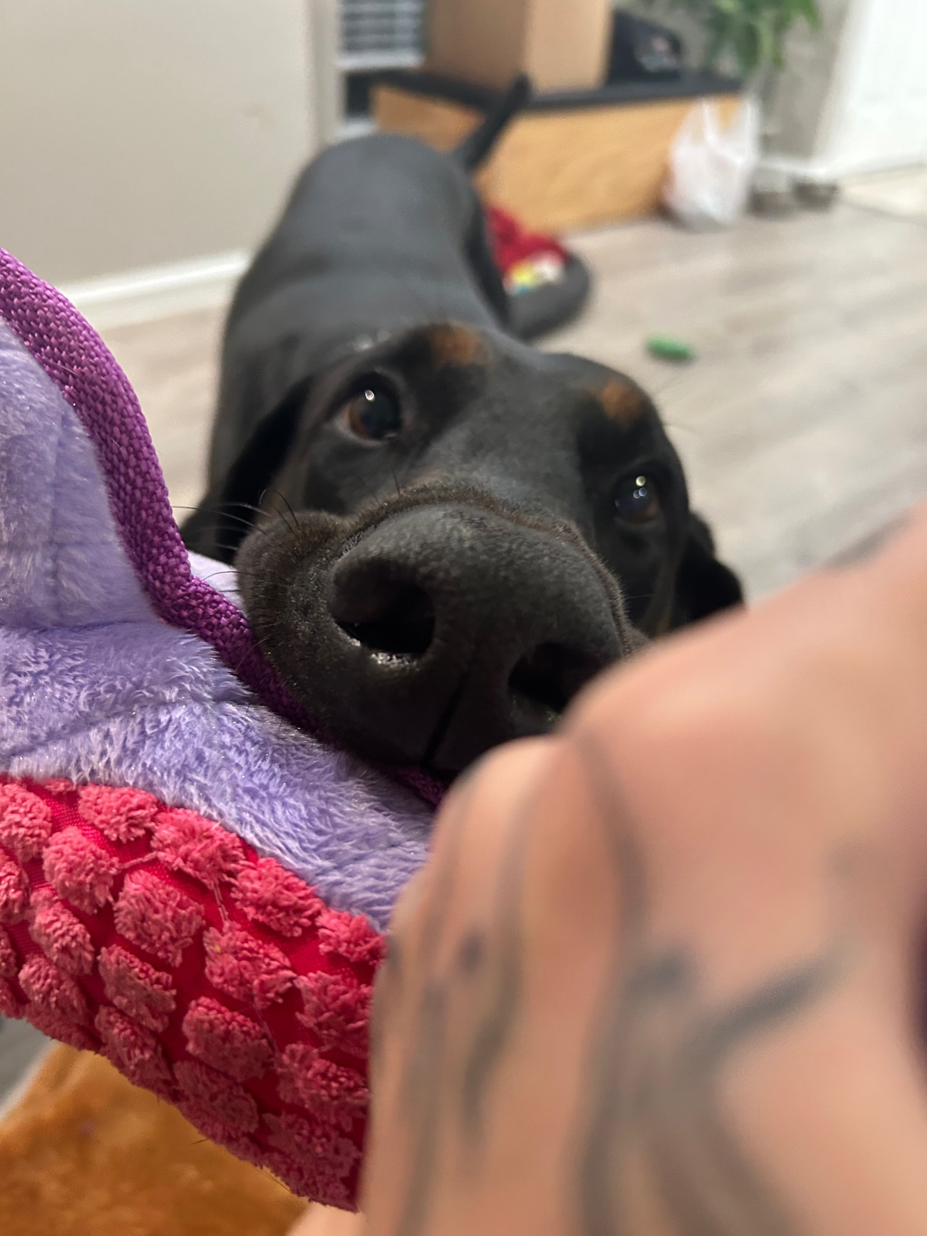 Help our Dutch get an MRI campaign photo, 2 of 6