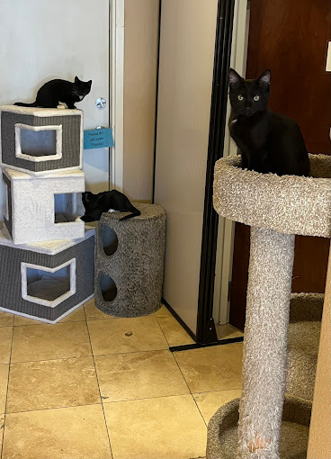The Catopia Donation Drive! campaign photo, 2 of 8