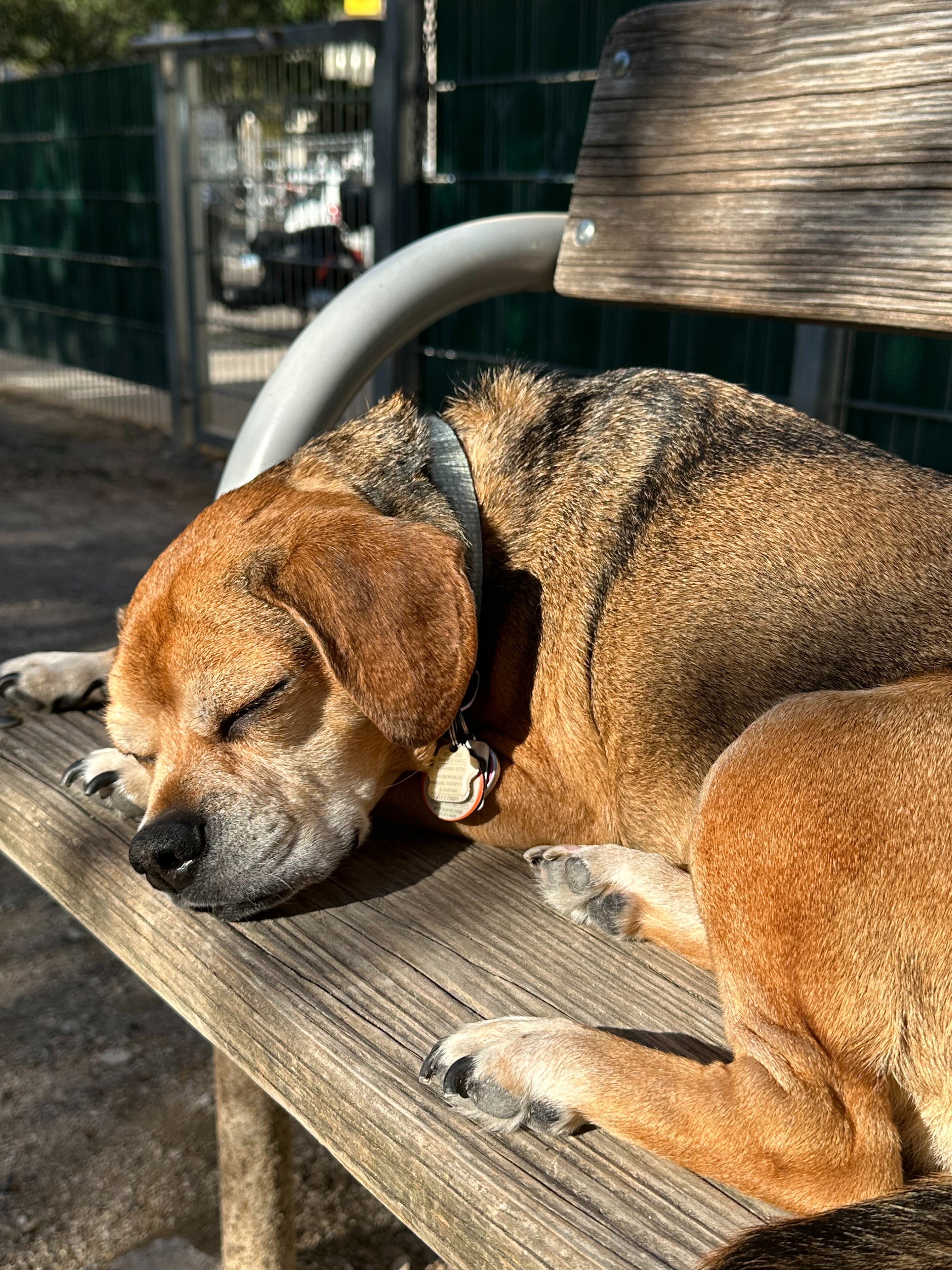 Help Save Elsie, Urgent Care Needed to Treat Severe Anemia campaign photo, 4 of 6