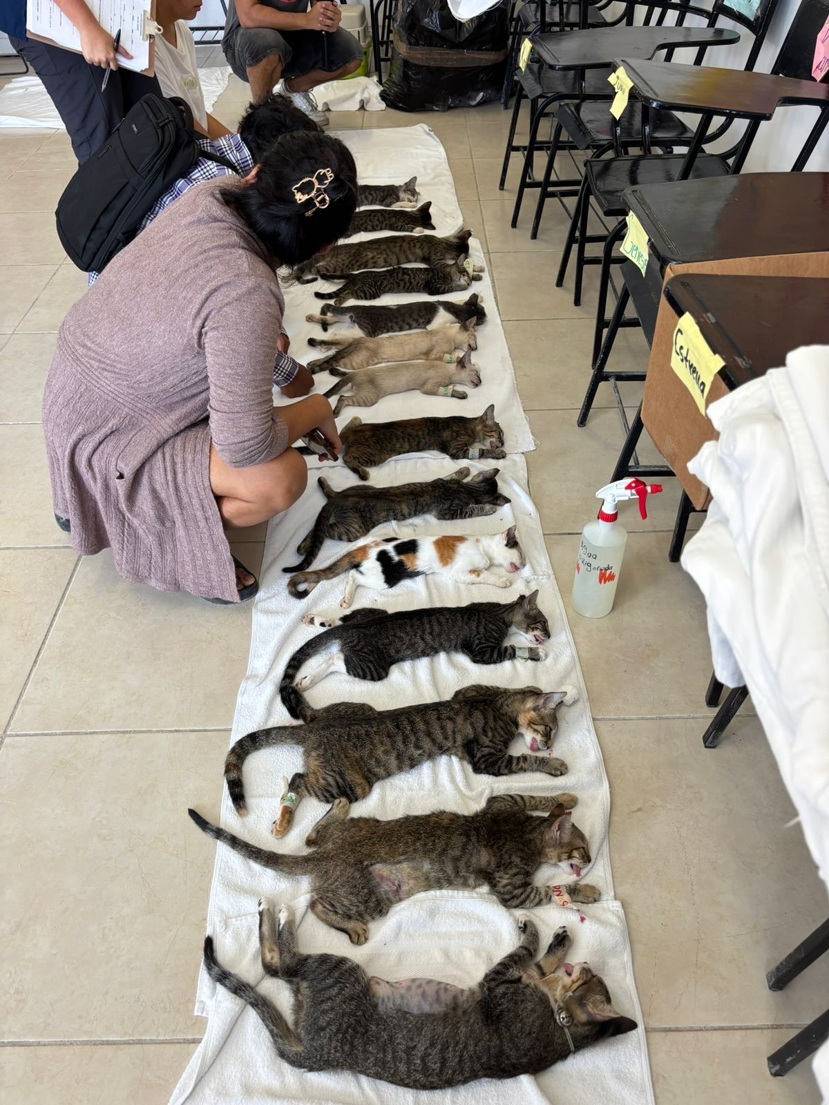 Ayuda a esterilizar a 300 peluditos en Cancún campaign photo, 2 of 7