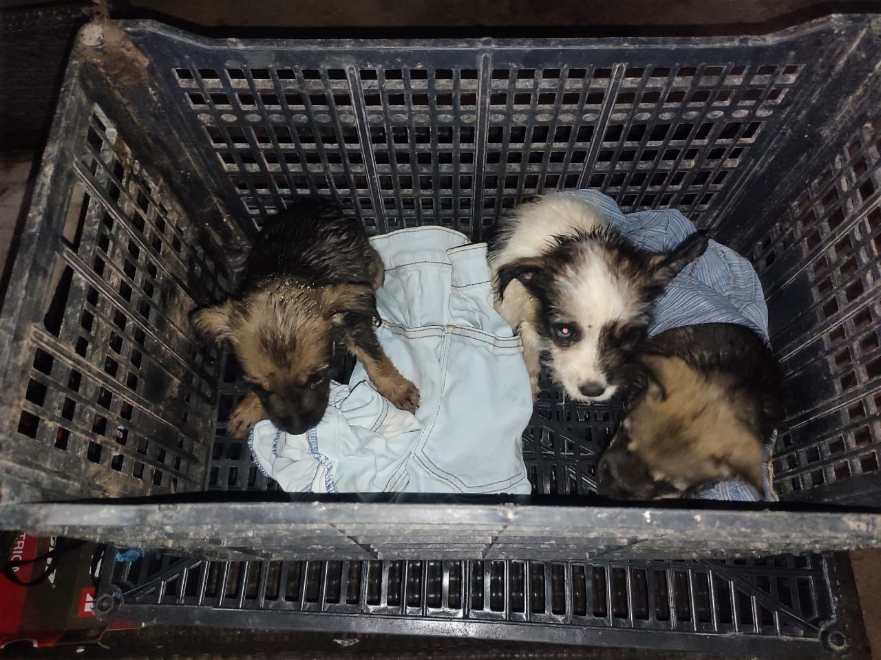 Ayuda a esterilizar a 300 peluditos en Cancún campaign photo, 4 of 7